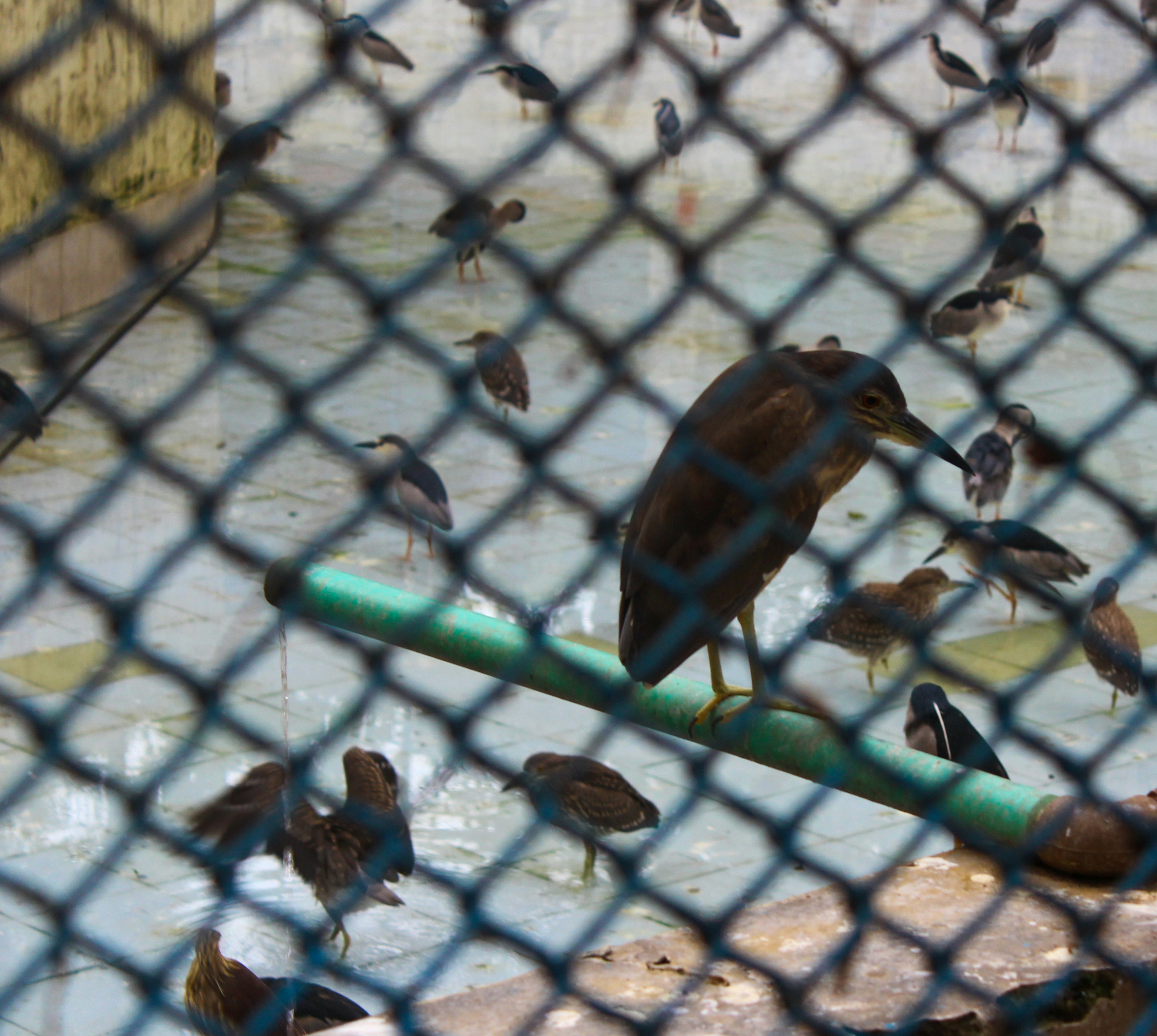 Many birds behind a fence, one on a green pipe - Free Photo on Unsplash