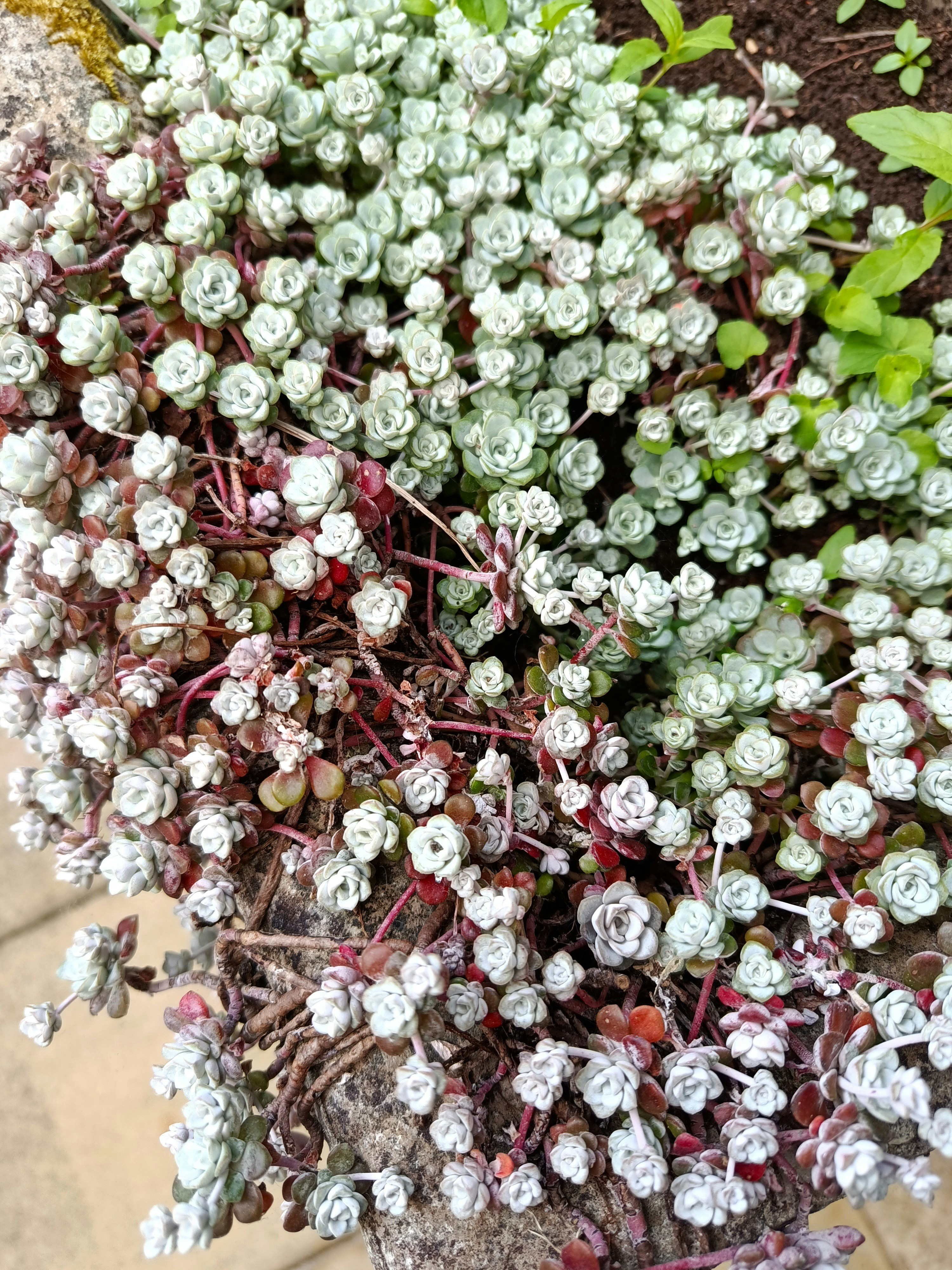 Small succulent plants with silvery-green and reddish foliage