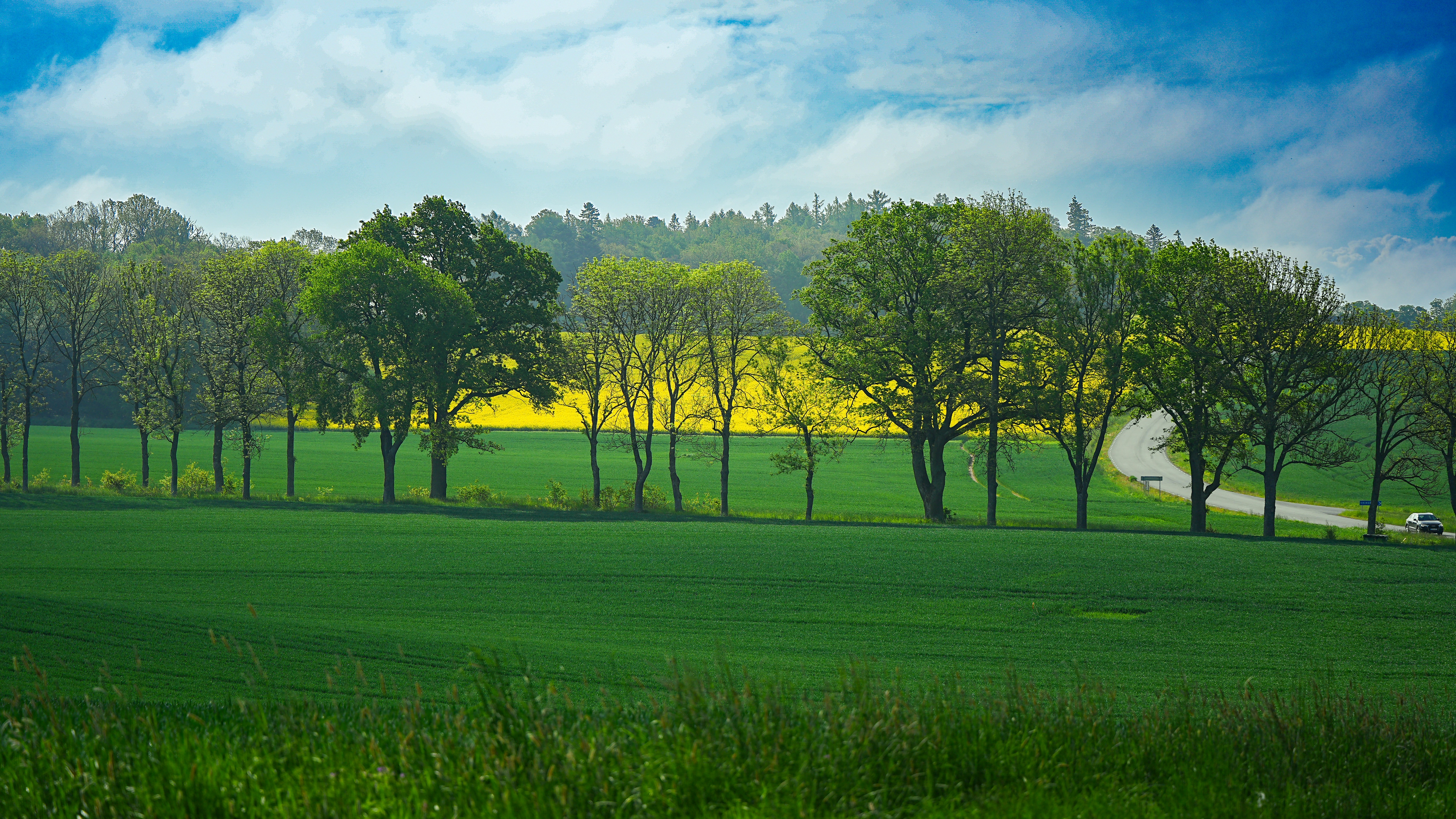 Ladang hijau subur, pepohonan, tanaman kuning, dan jalan yang berkelok-kelok.