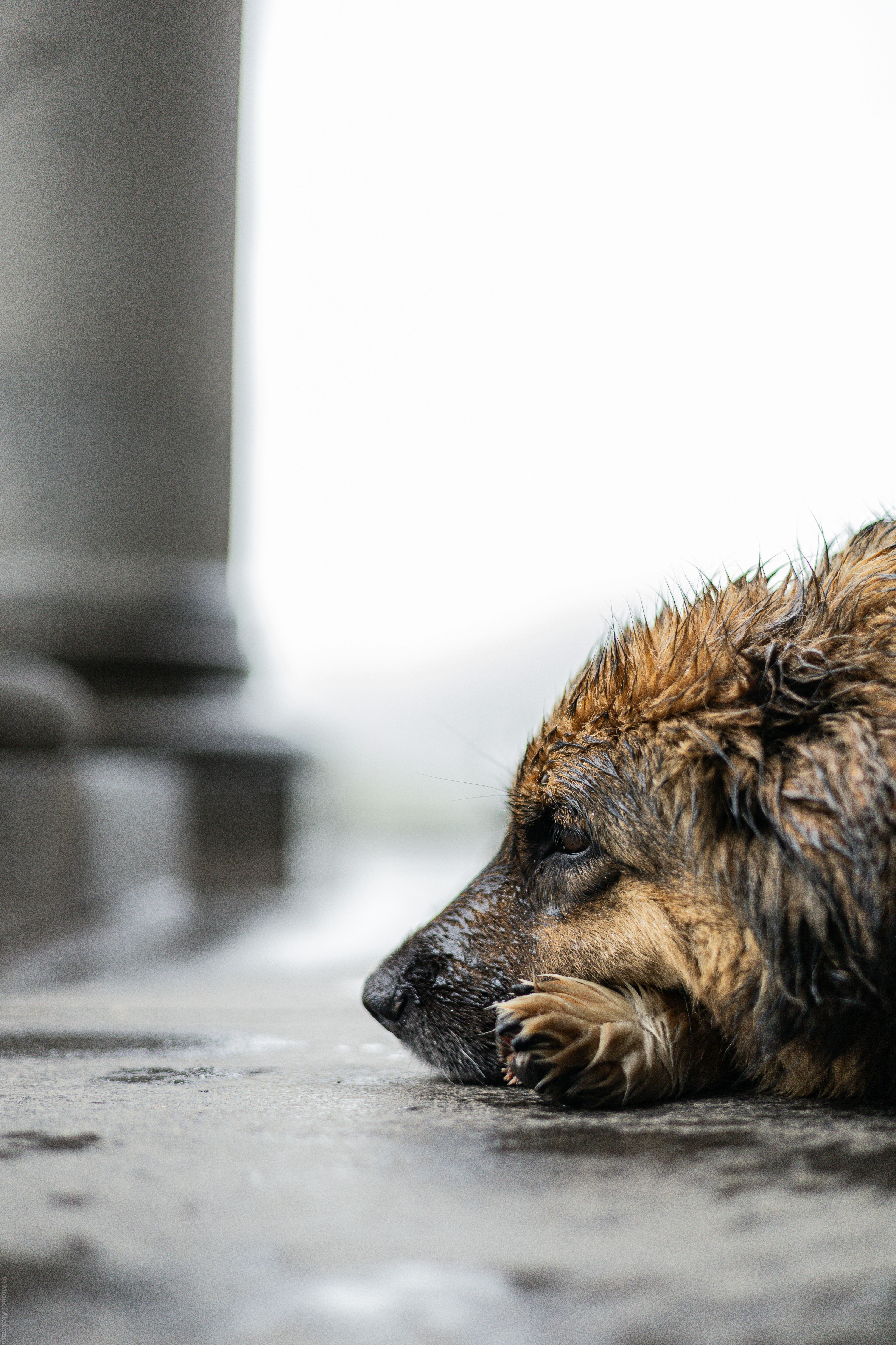 A wet dog rests on the damp ground