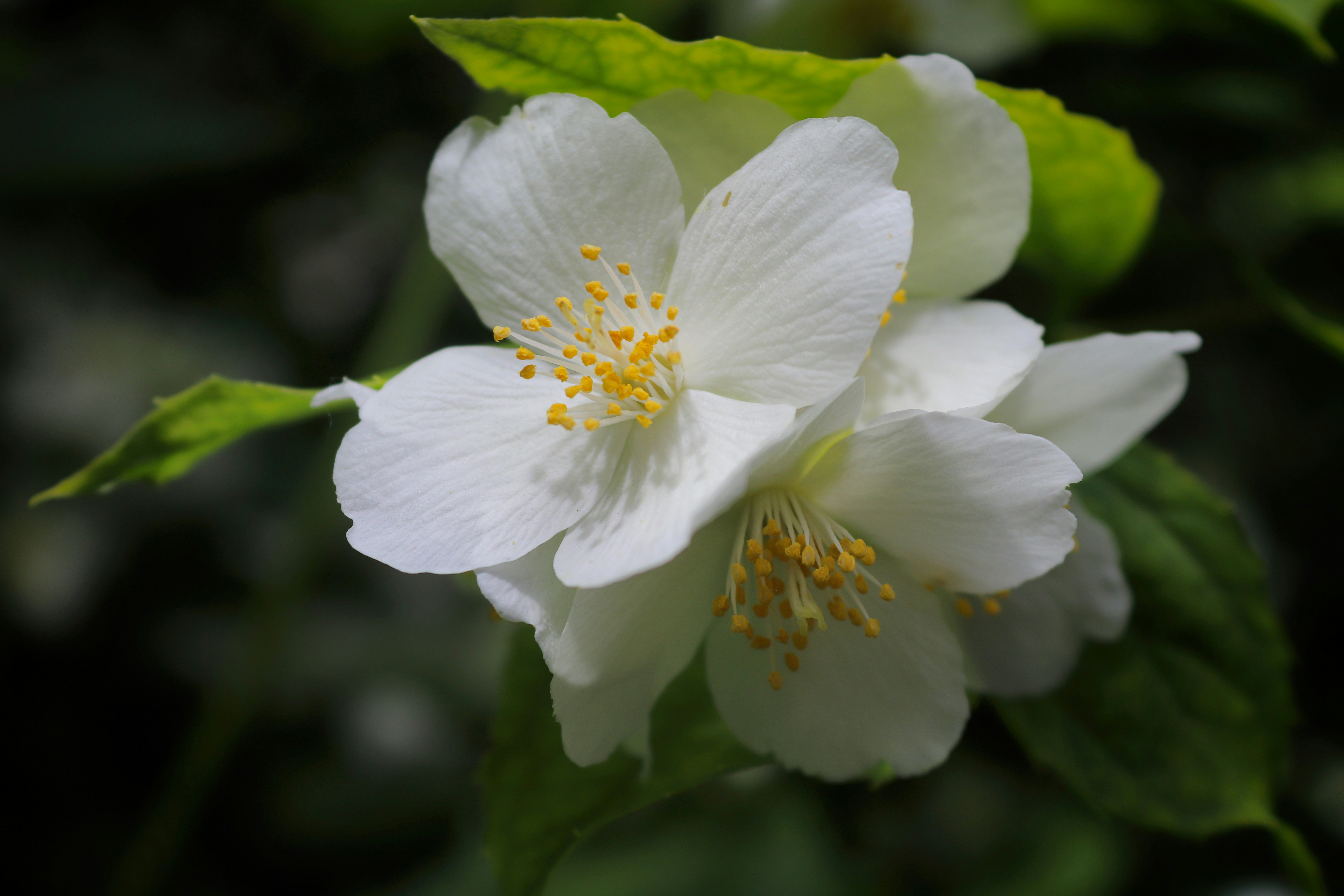 Two white jasmine flowers with yellow centers and green leaves.