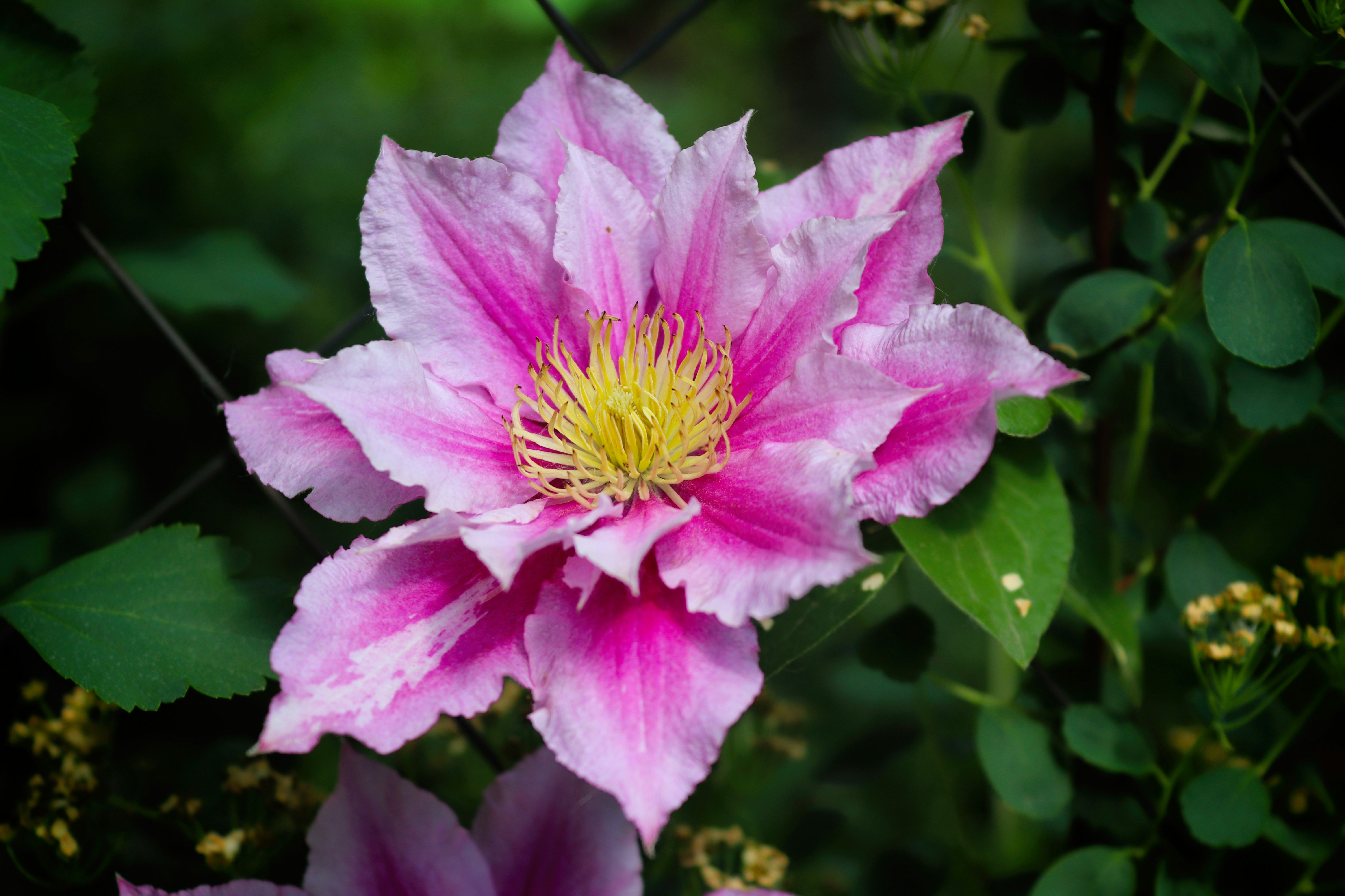 A vibrant pink clematis flower with a yellow center.