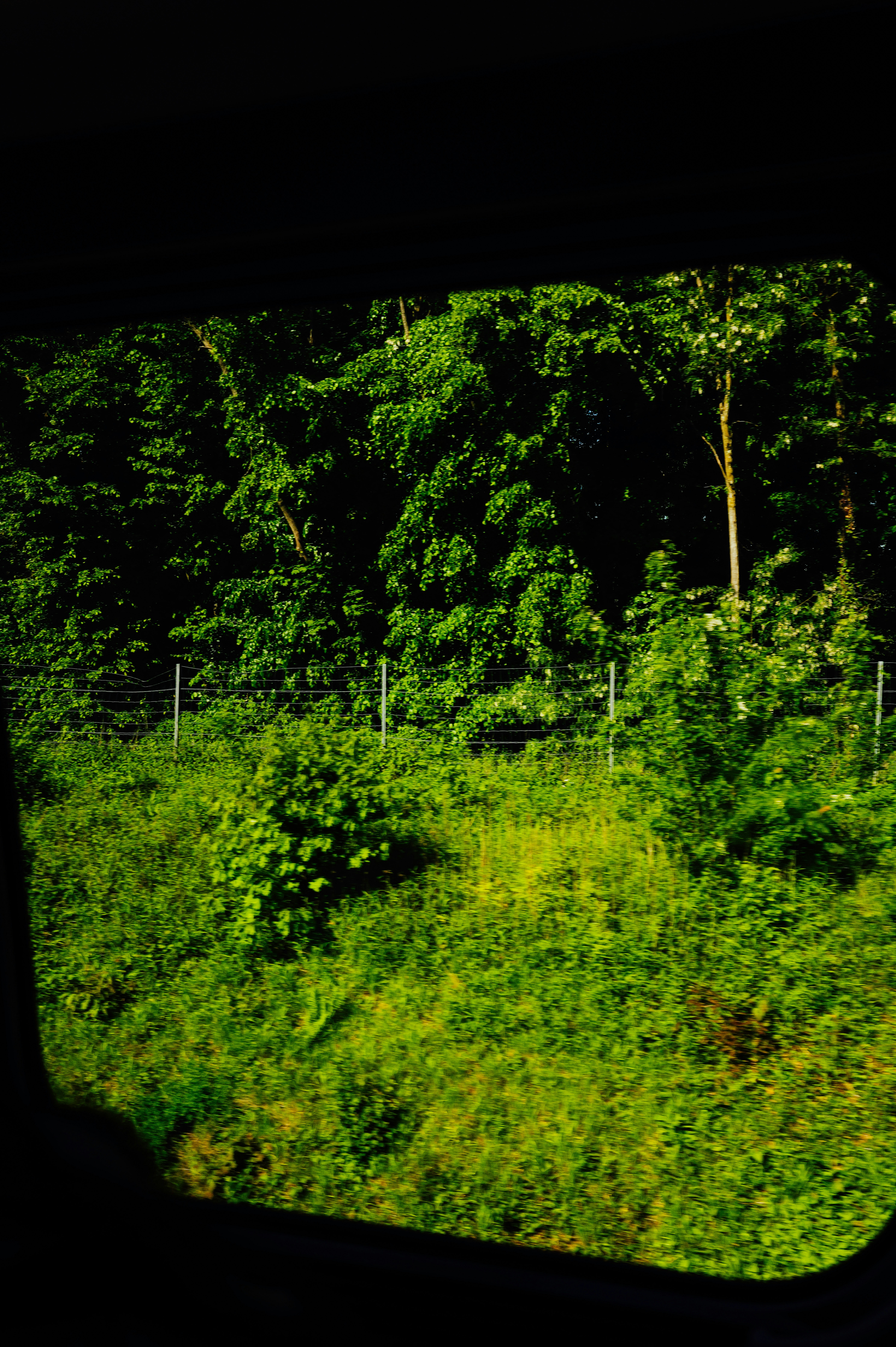 Green forest and grassy field viewed through a dark window.