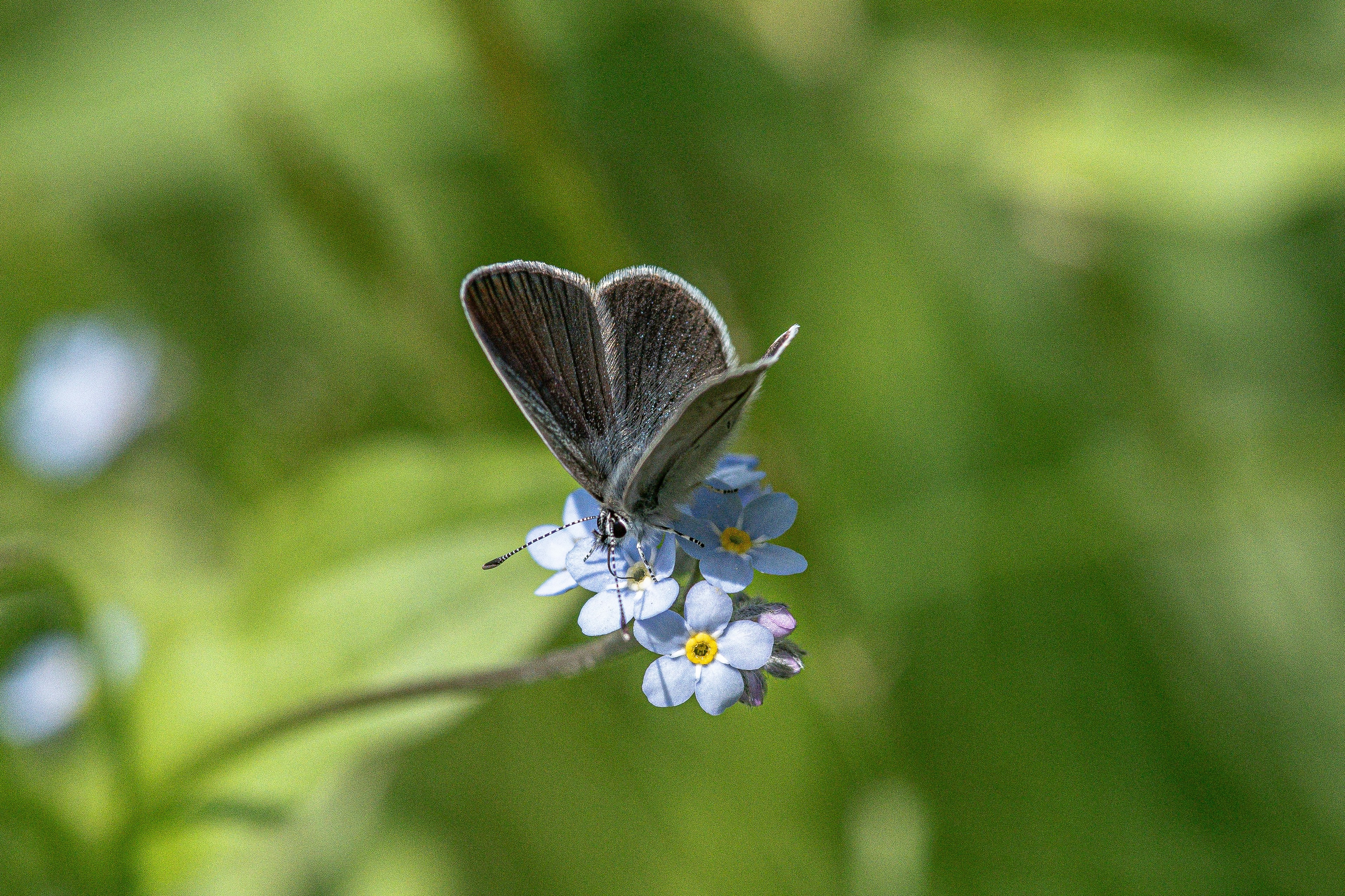 Ein kleiner Schmetterling ruht auf zarten blauen Vergissmeinnichtblüten