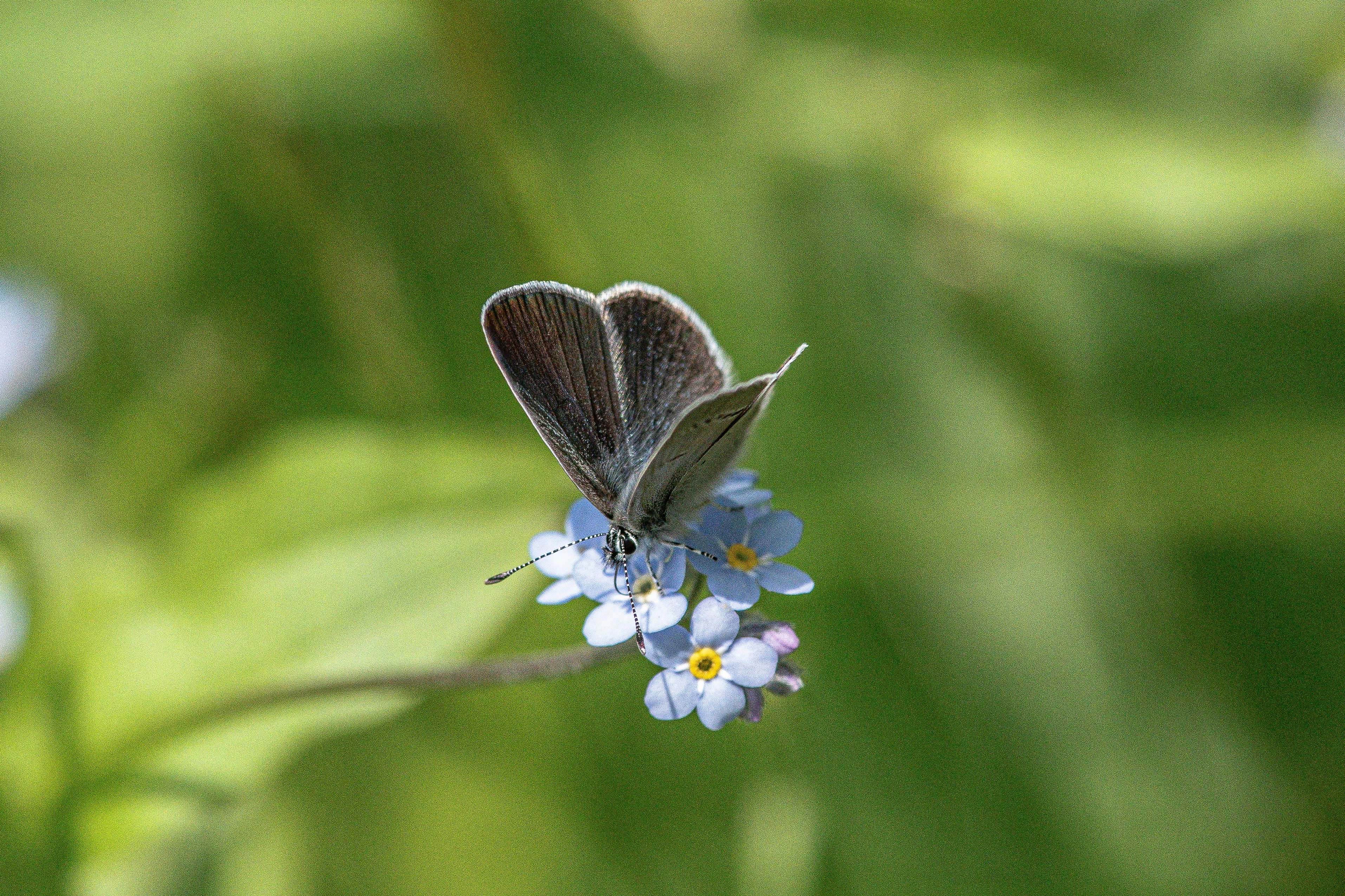 Ein winziger Schmetterling sitzt auf zarten blauen Vergissmeinnichtblüten