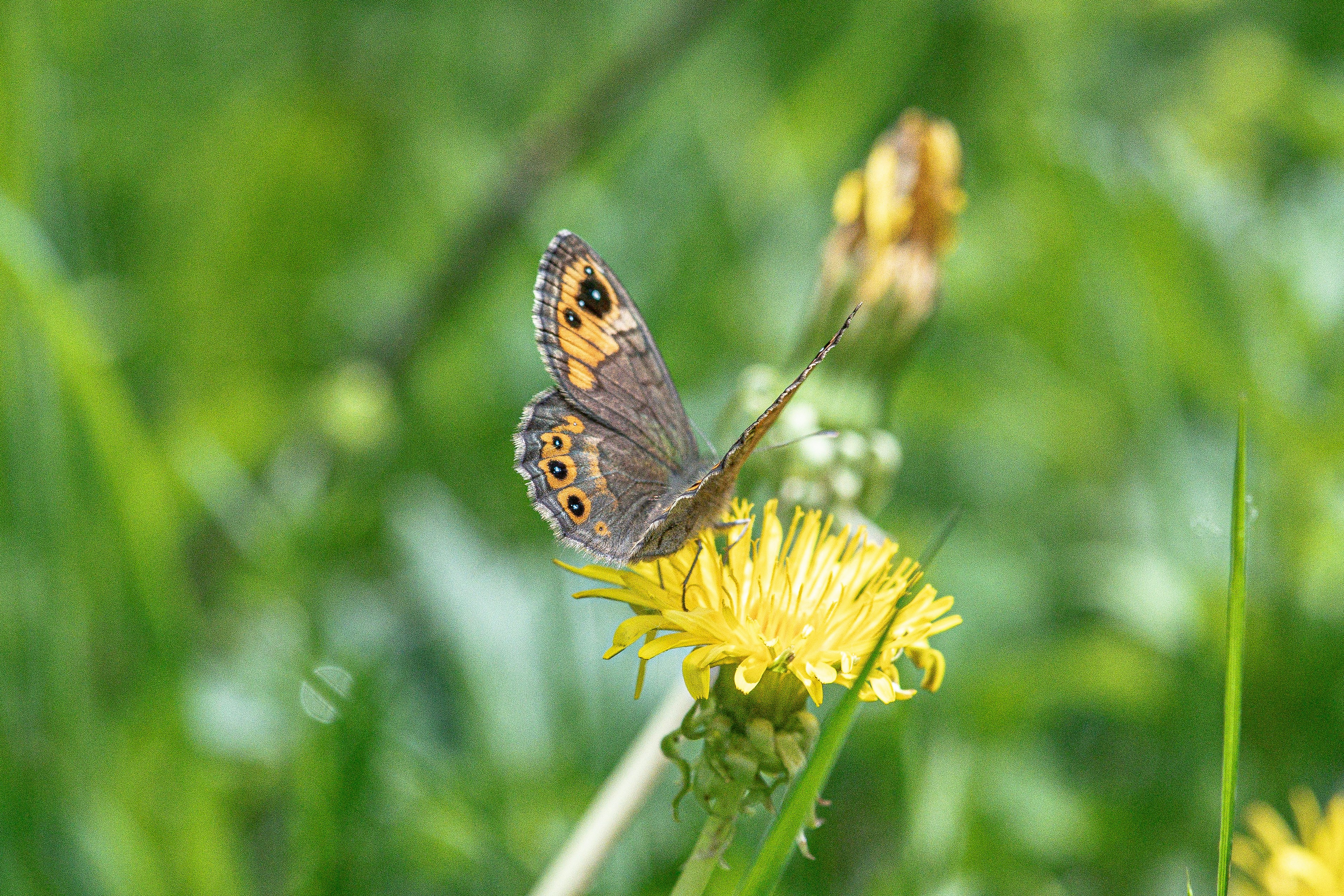 Brauner Schmetterling mit Augenflecken auf einem leuchtend gelben Löwenzahn