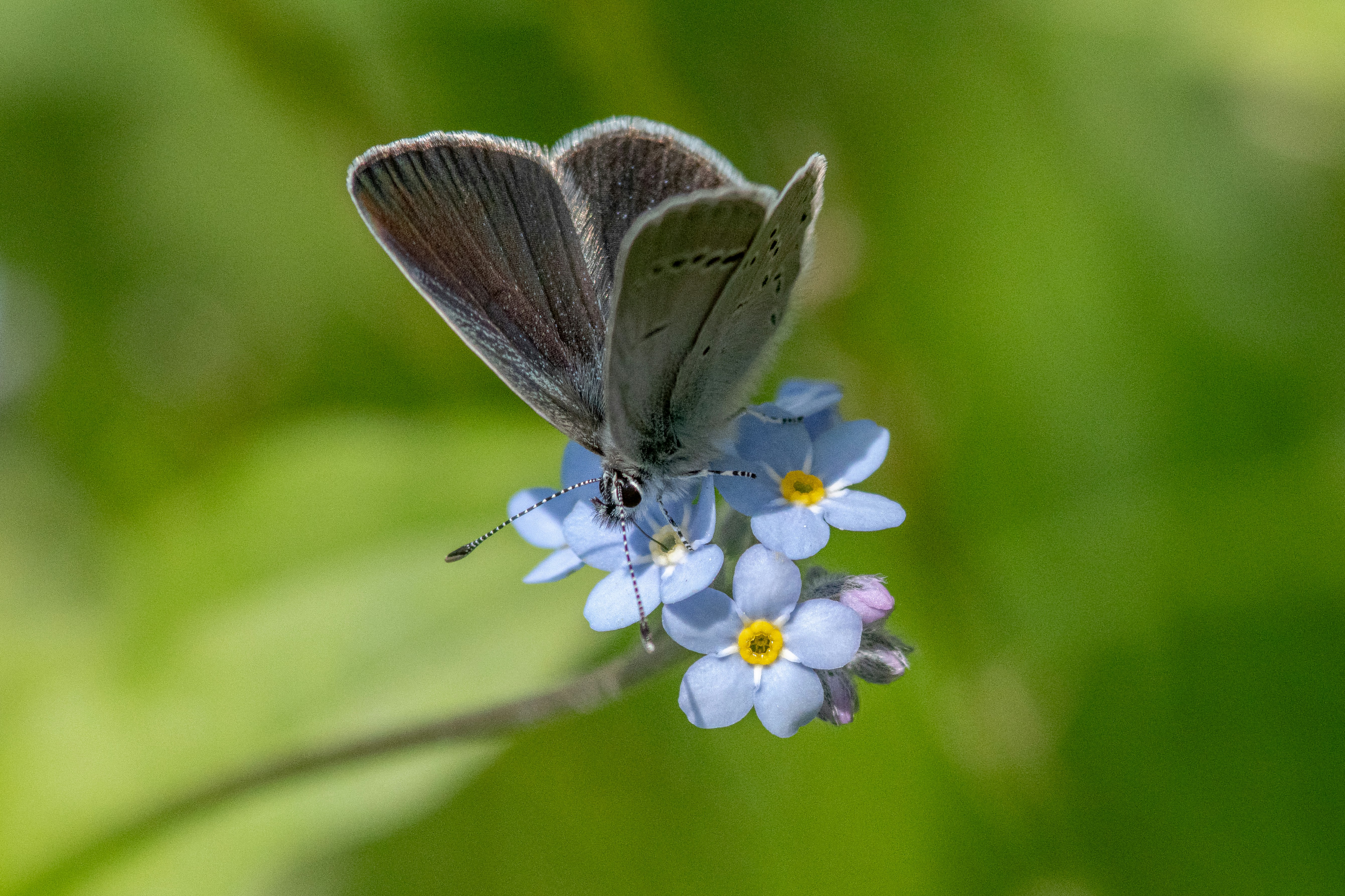 Ein kleiner grauer Schmetterling ruht auf blauen Vergissmeinnichtblüten