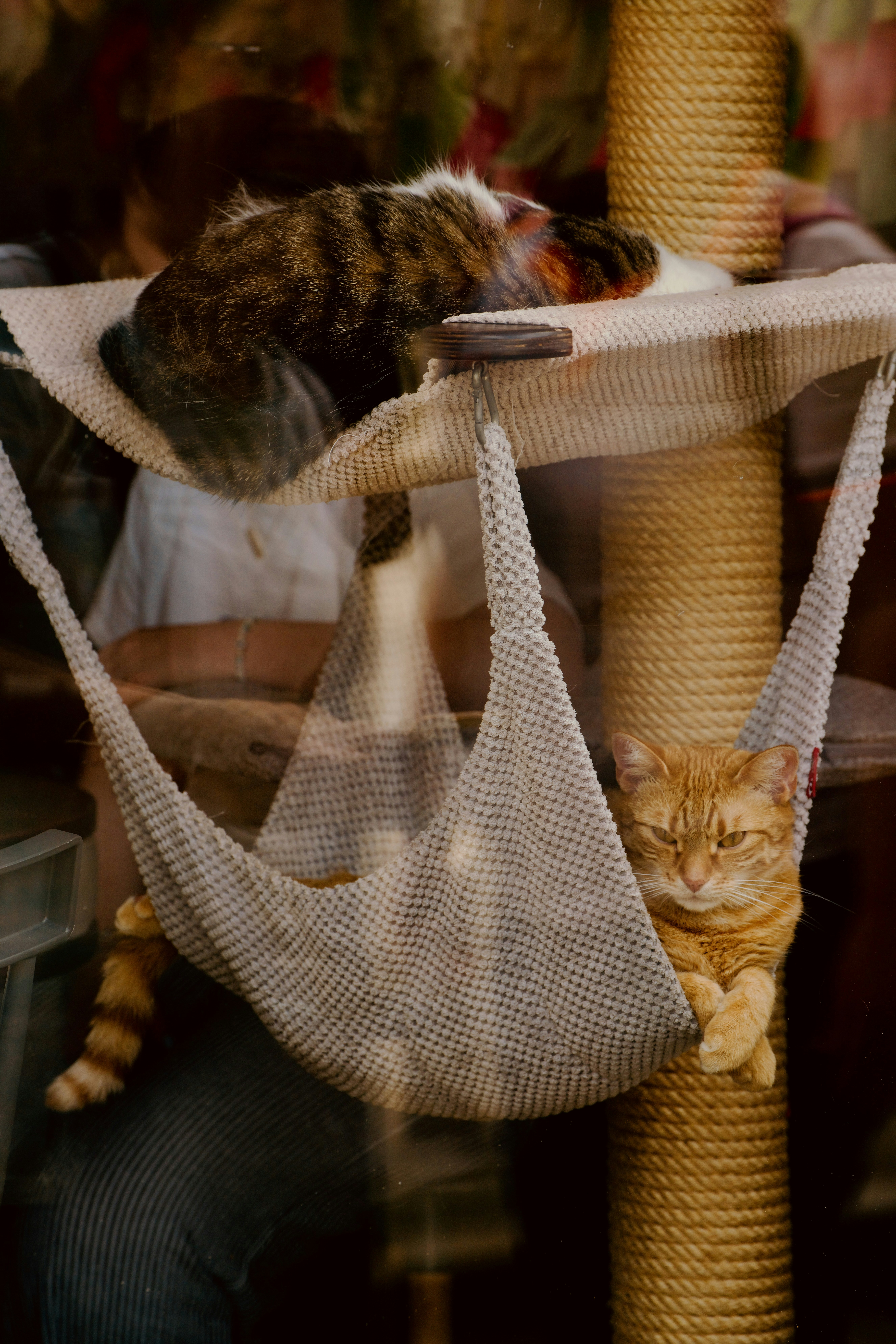 Jengibre y gatos atigrados durmiendo en un árbol para gatos.