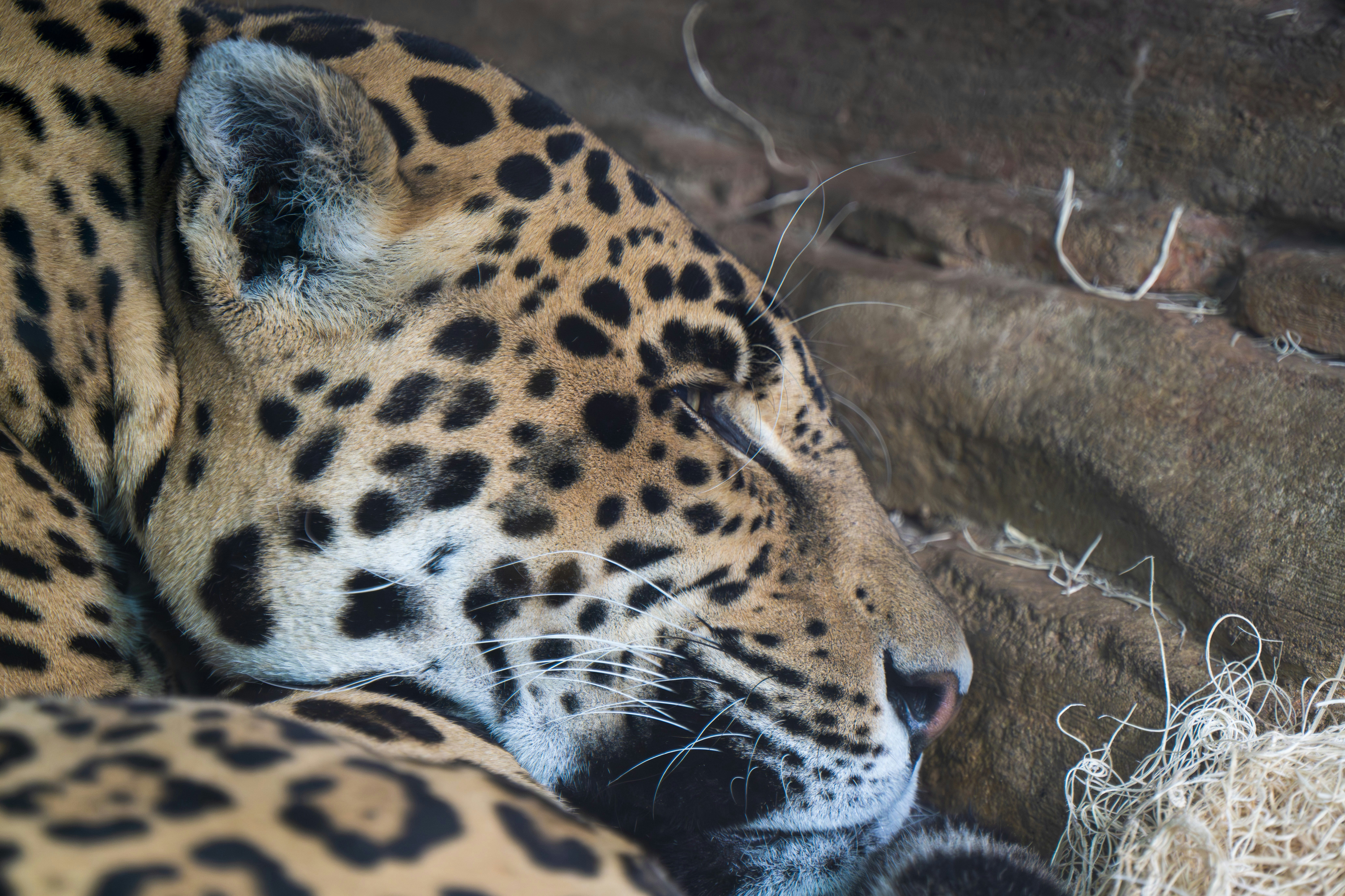 wild cat rainforest, wallpaper, Difference Between Leopard and Jaguar: How to Tell Them Apart 6
