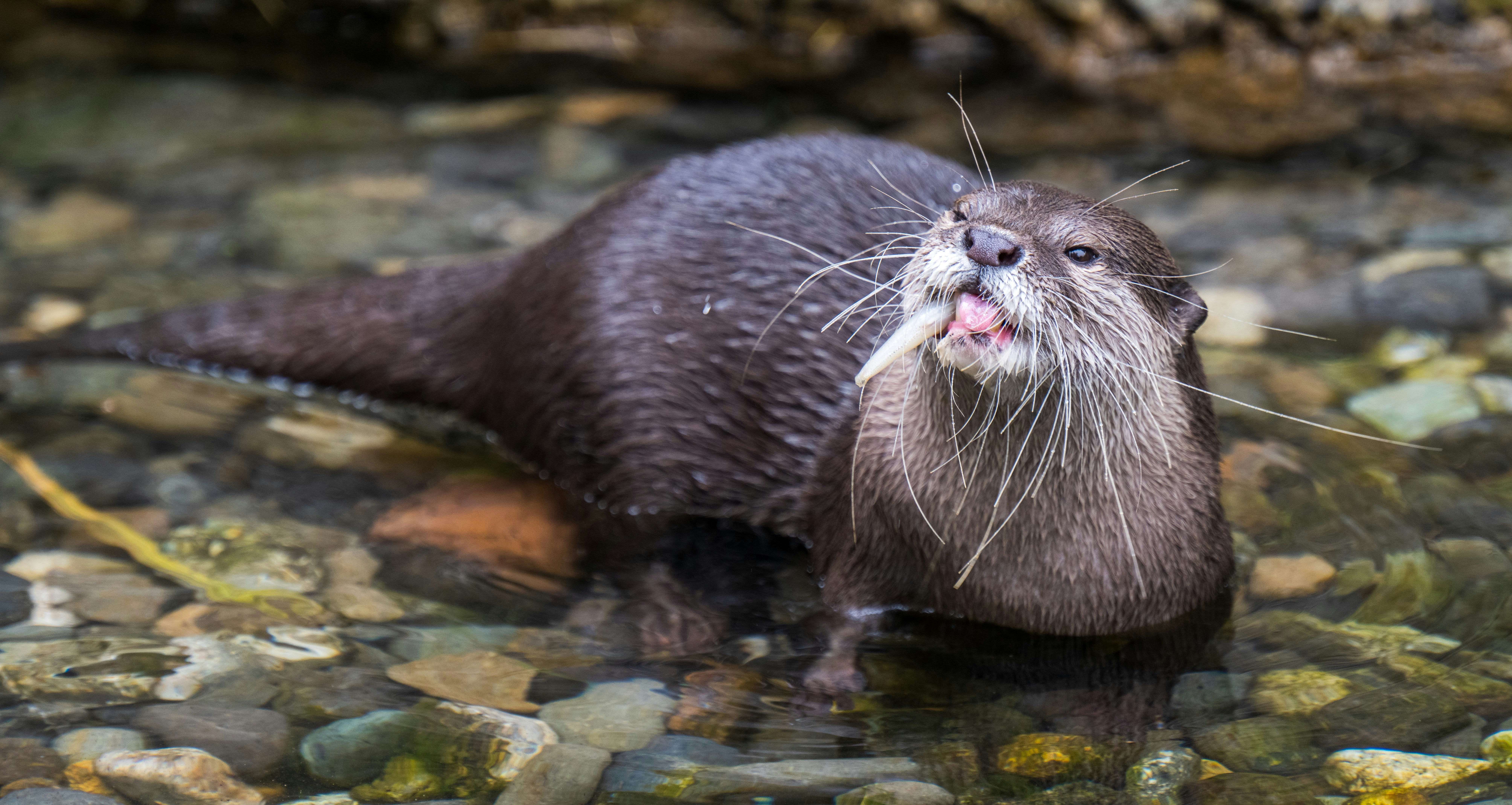 How Lunar Light Transforms Otter Hunting Strategy - river otters June full moon