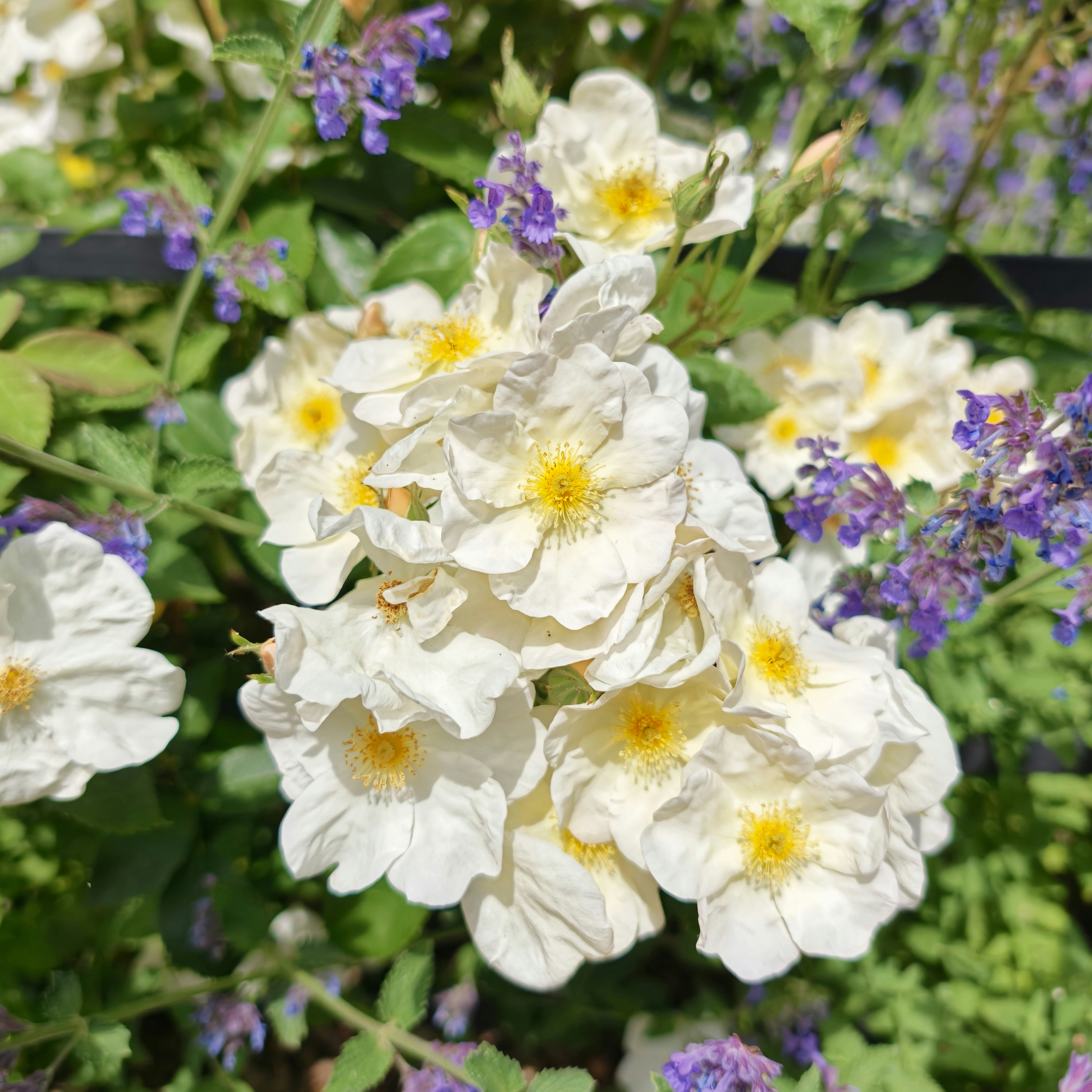 White roses with yellow centers blooming among purple flowers.