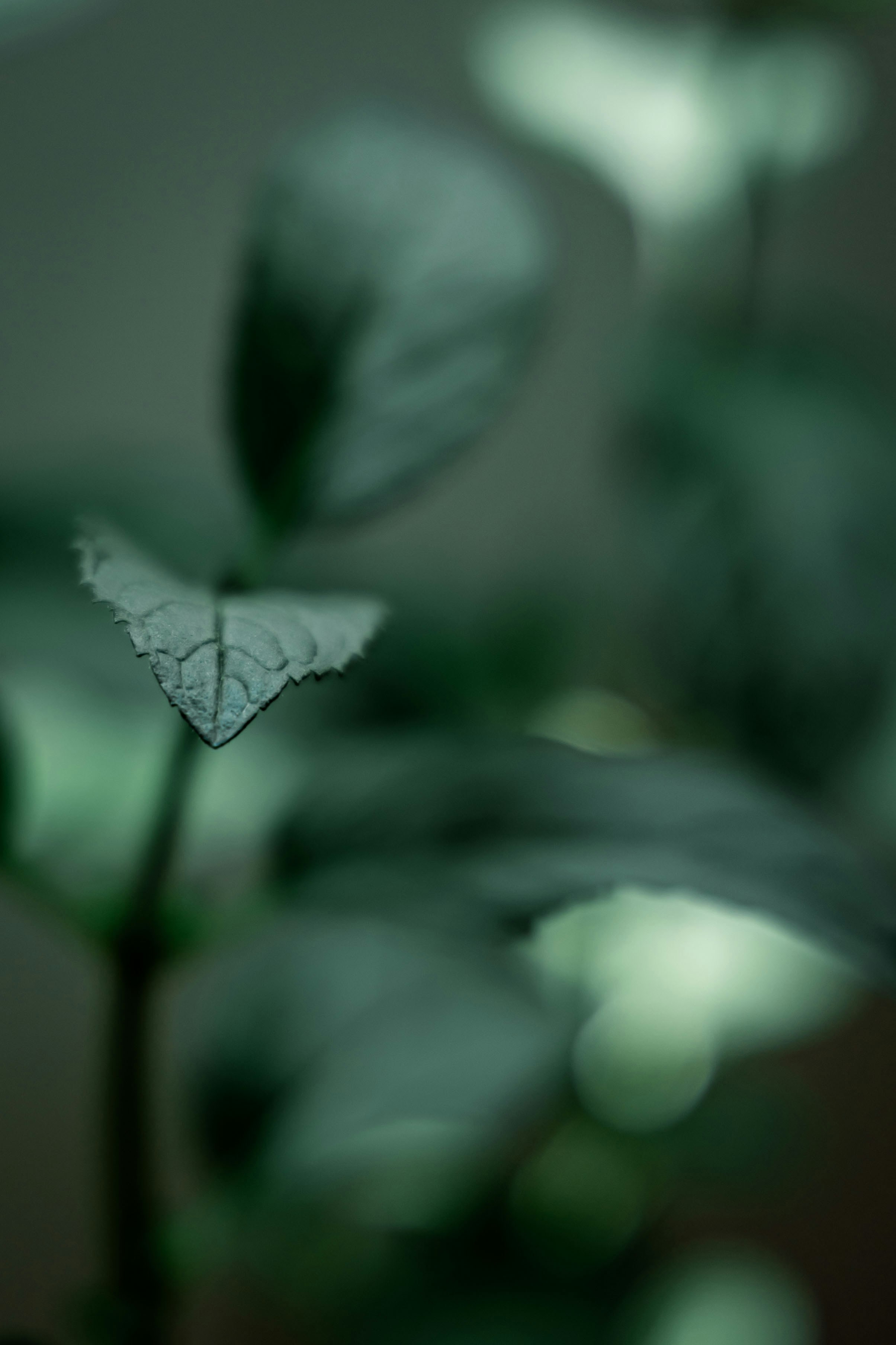 Photo by basinati