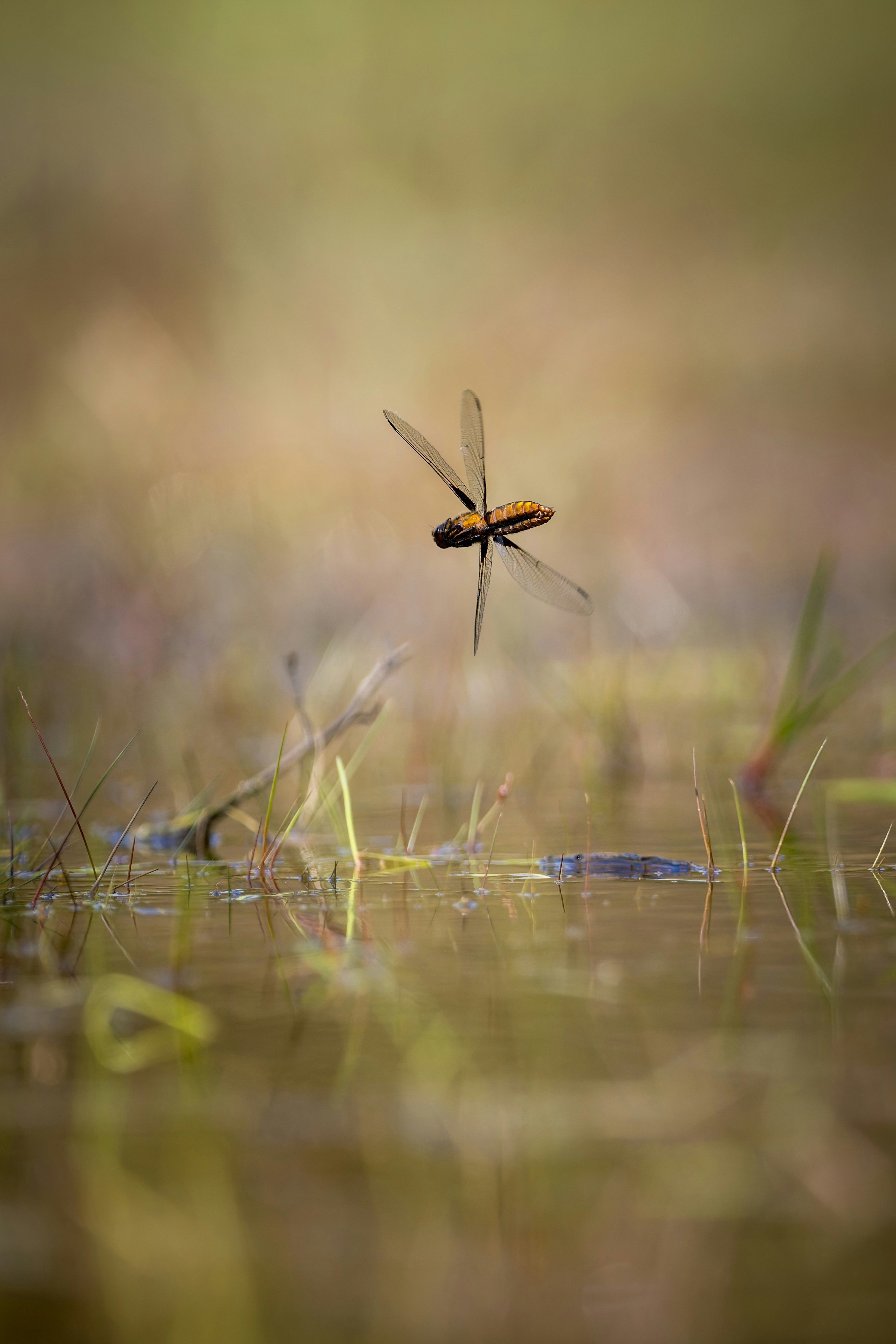 Libelle im Flug über einem ruhigen Teich.