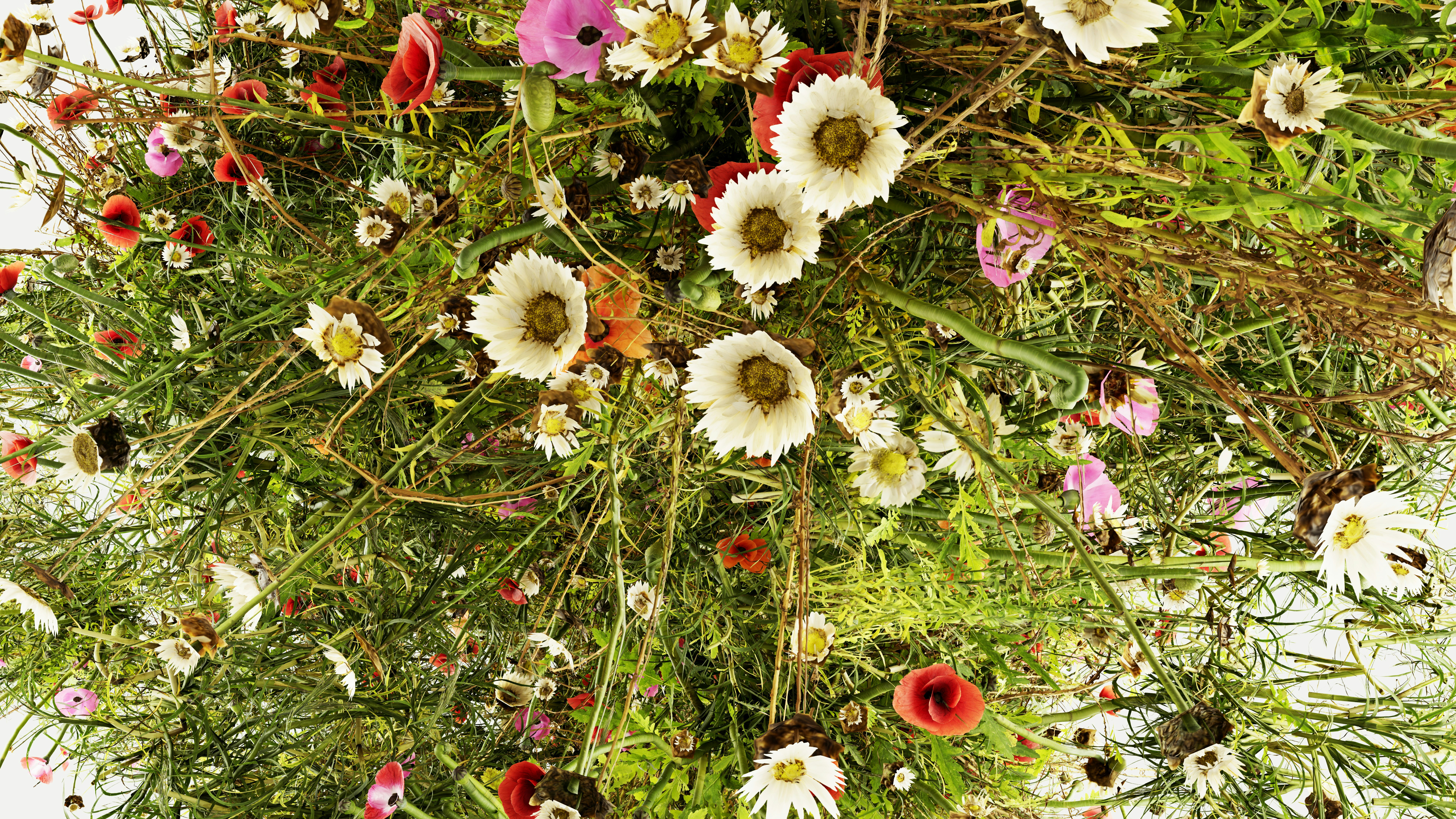 Bunga liar berwarna-warni termasuk bunga aster dan bunga poppy dalam buket yang subur.