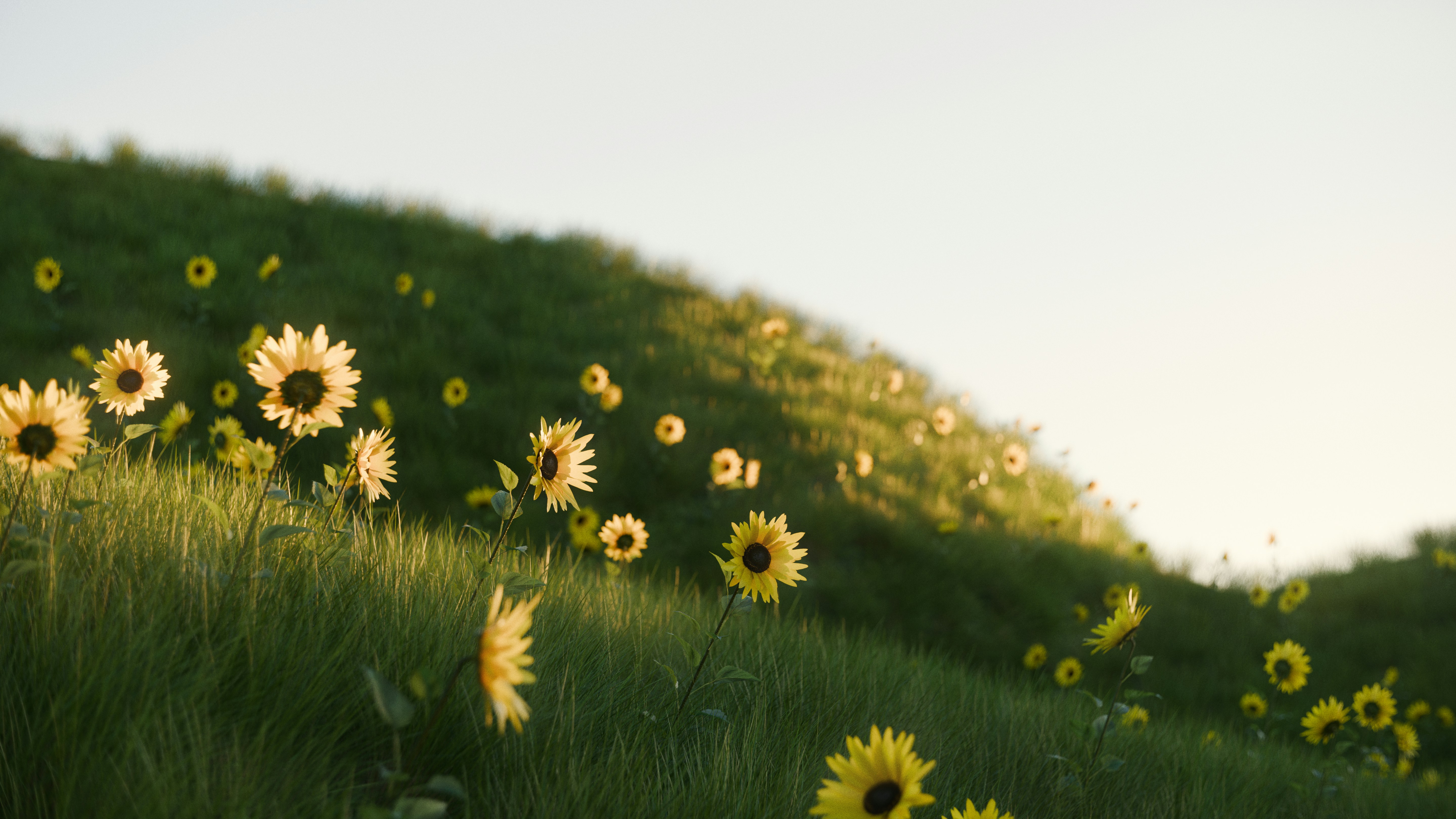 Sunflowers bloom on a grassy hillside under warm sunlight.