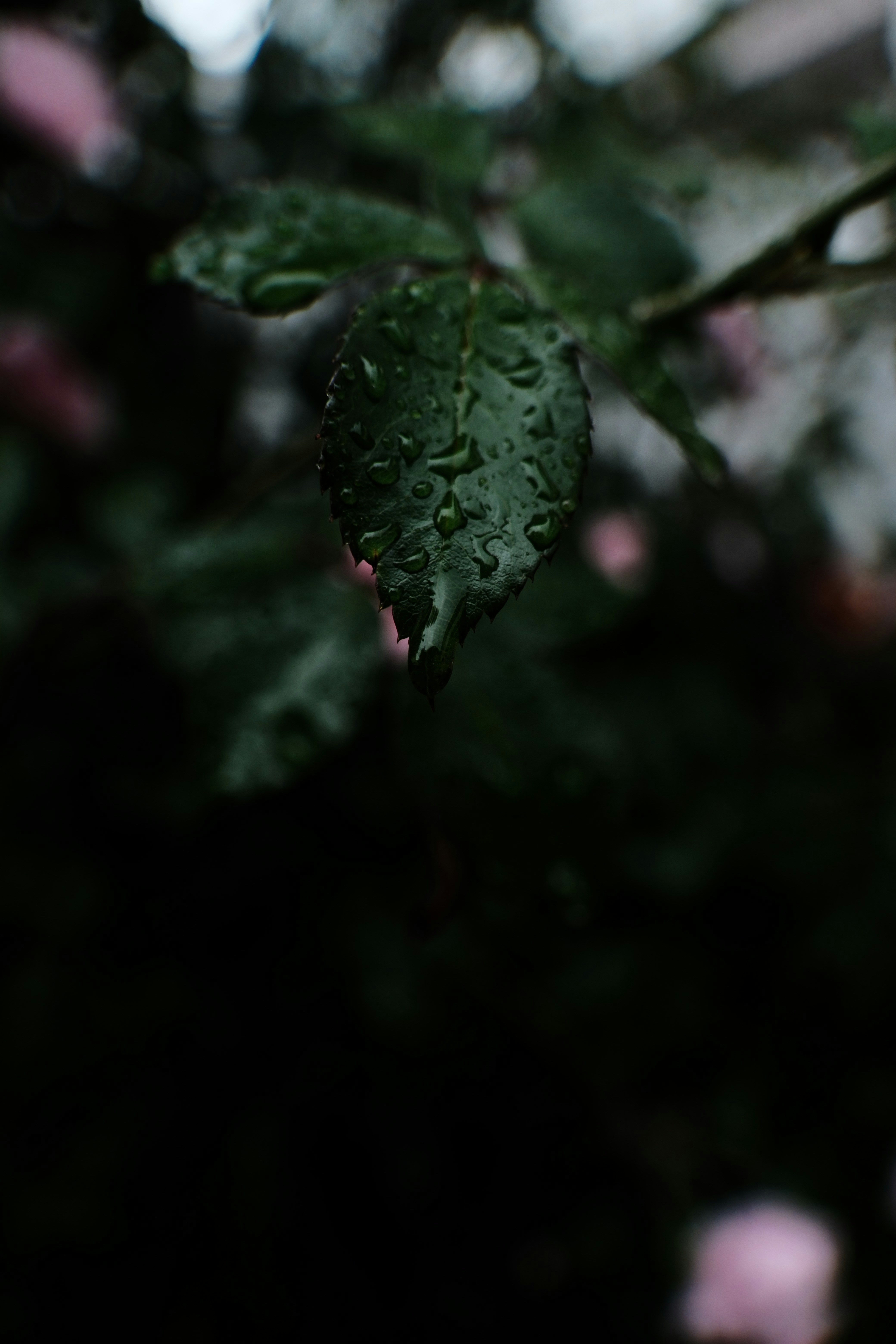 Photo by aml27lw