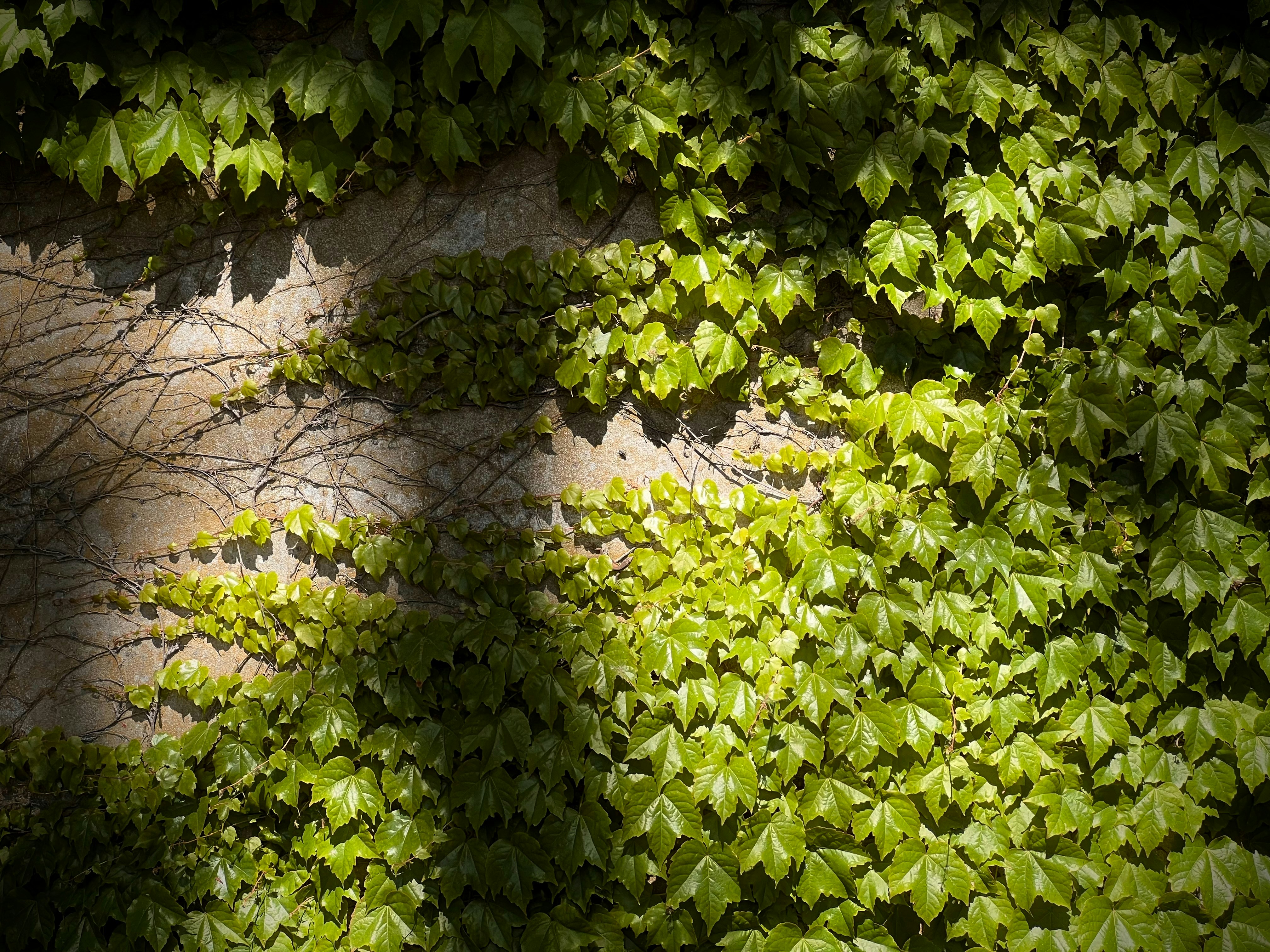 Viti di edera verde che crescono su una parete illuminata dal sole.