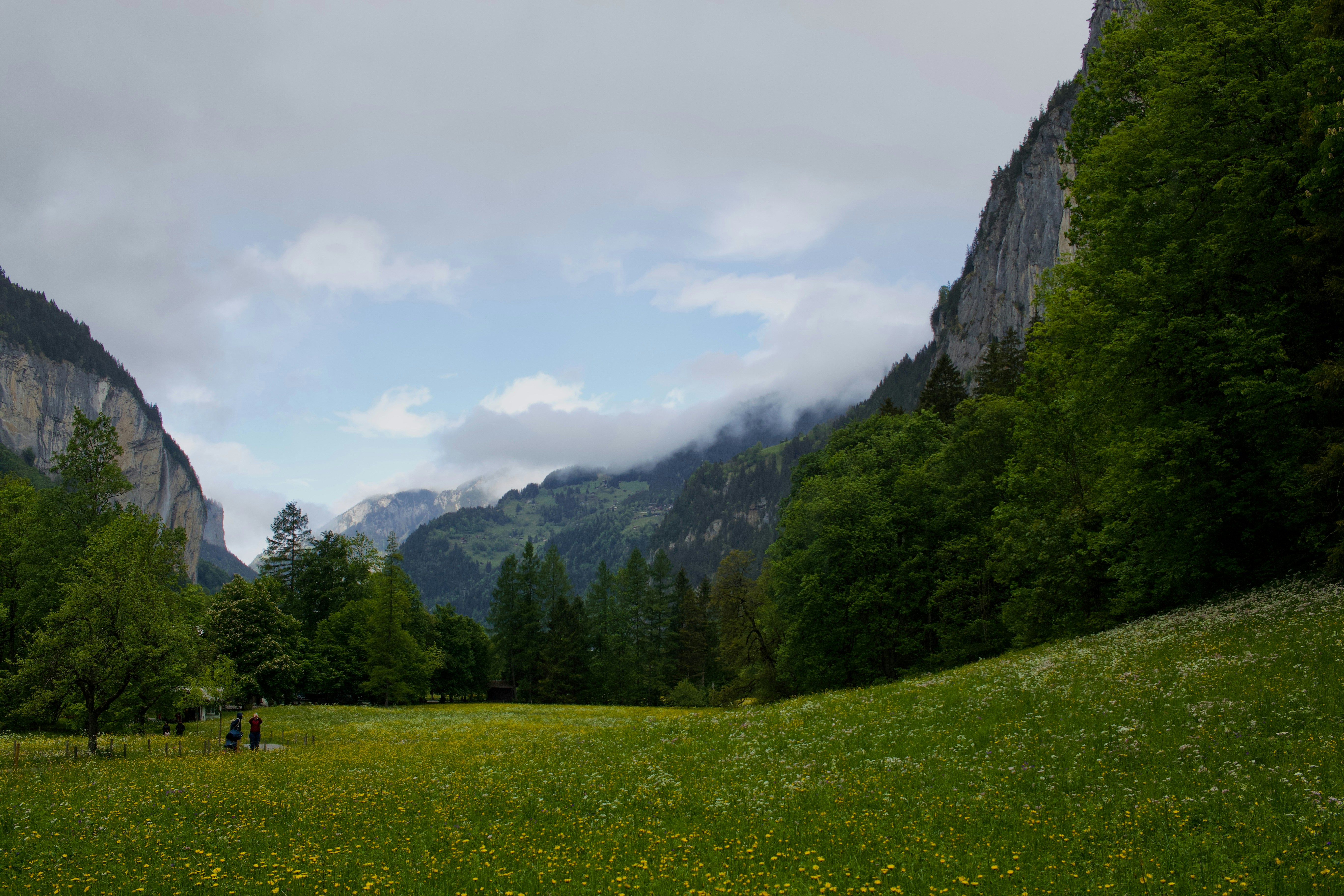Valle rigogliosa e verde con fiori selvatici circondati da montagne ripide e boscose.