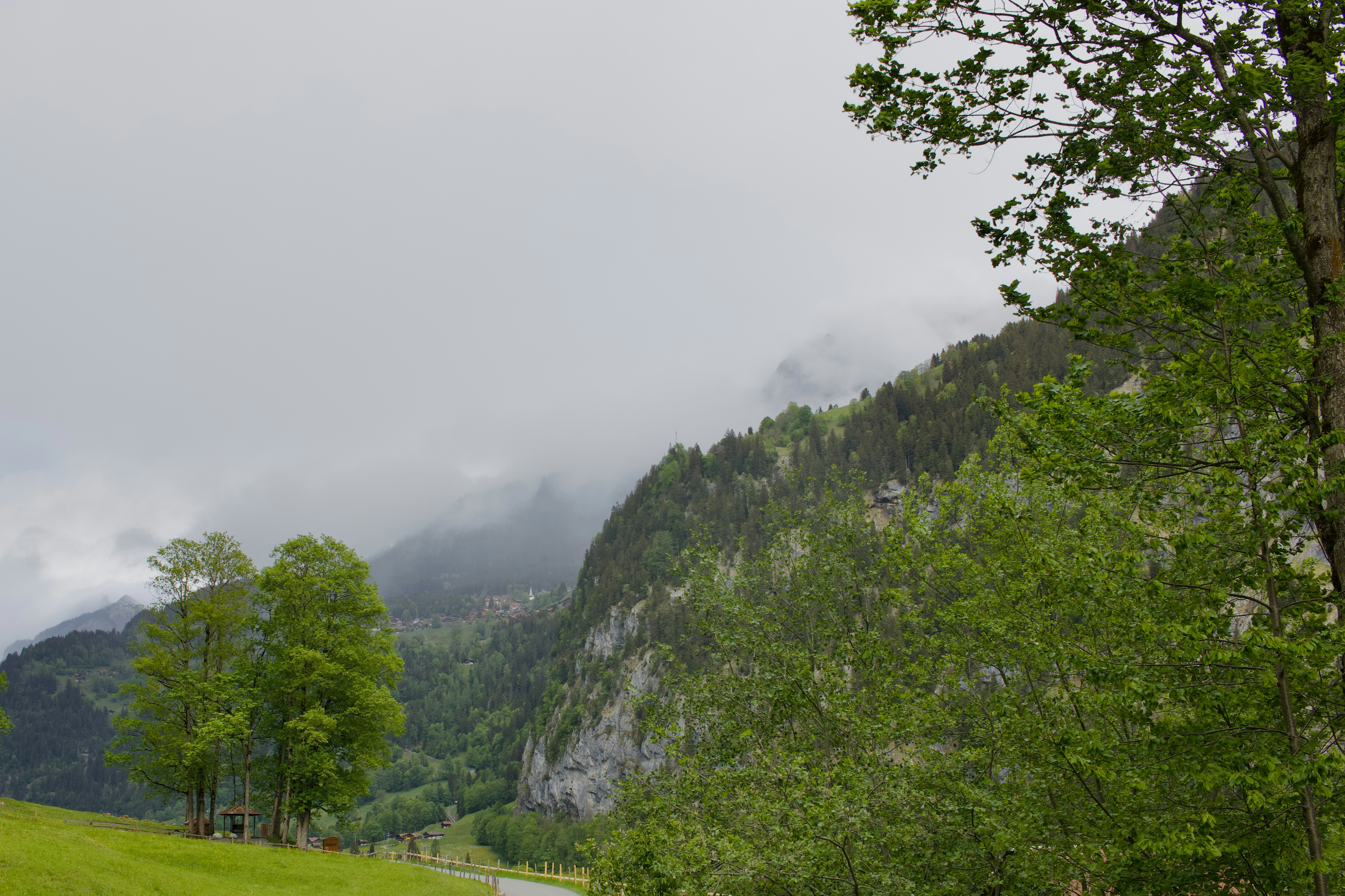 Foggy mountains with green trees and a grassy slope