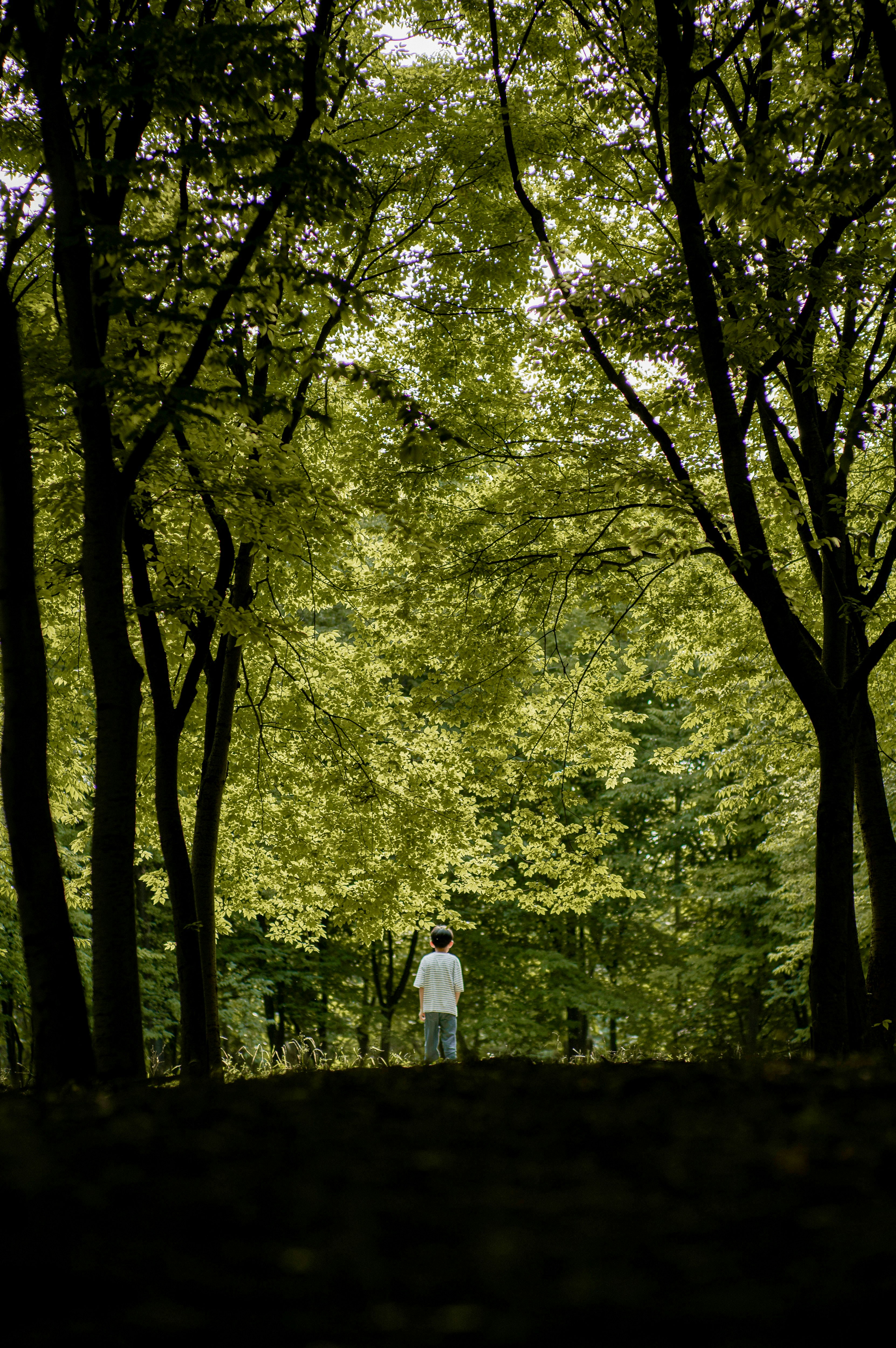A person stands in a lush green forest.