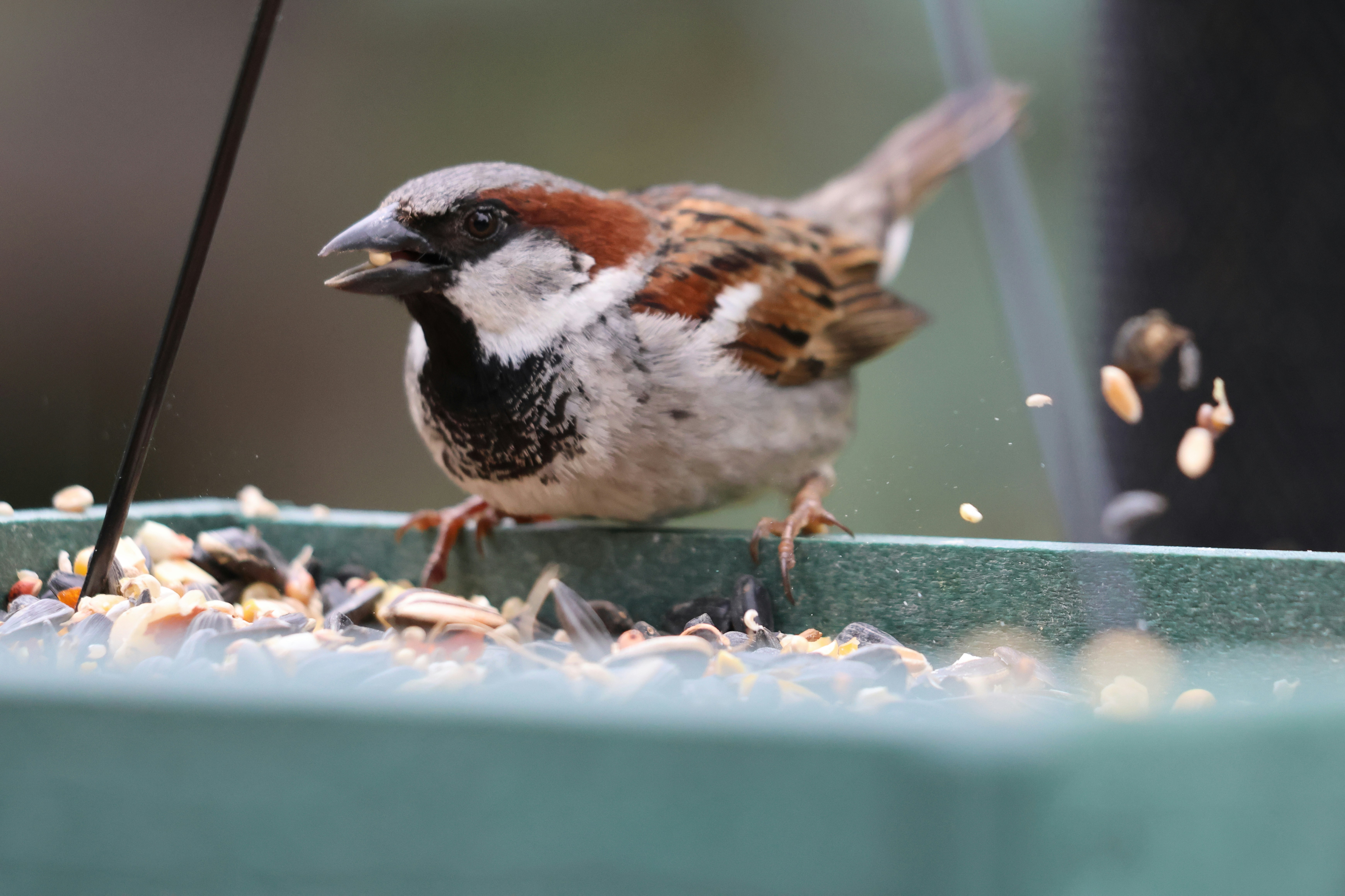 Best Seed Mix for Small Birds: Expert Nutrition Guide