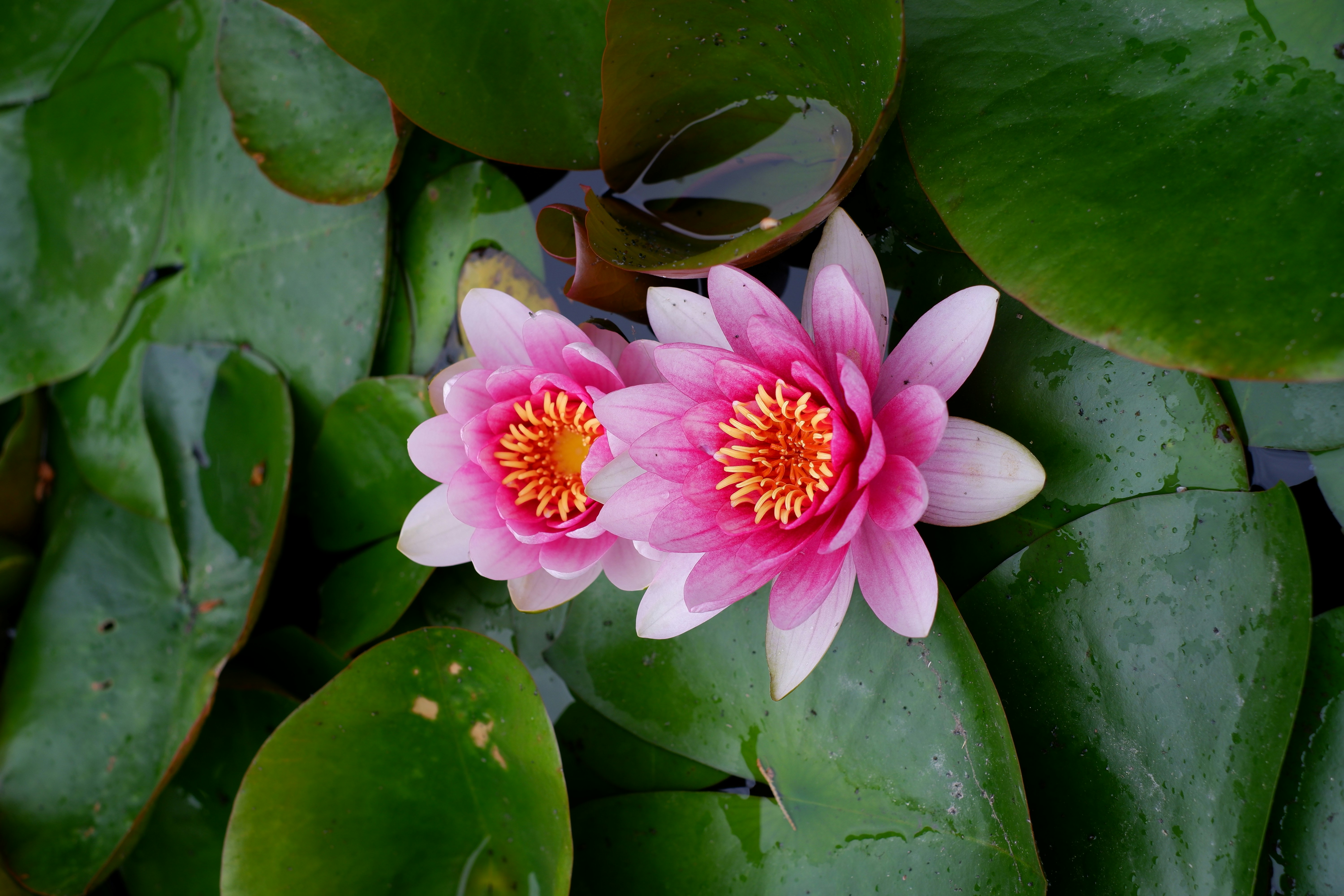 Photo by hoomanbeings