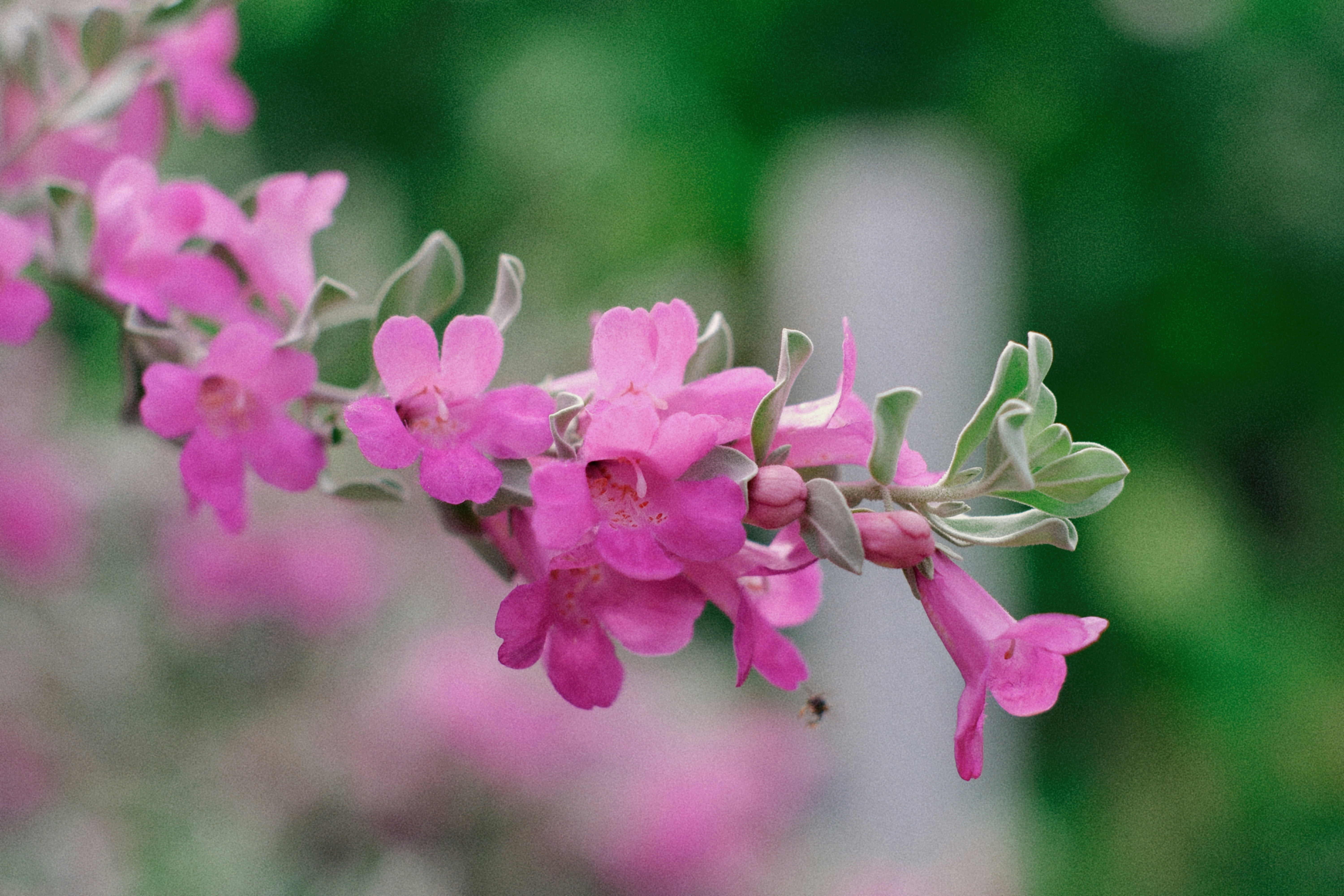 Photo by hanomy