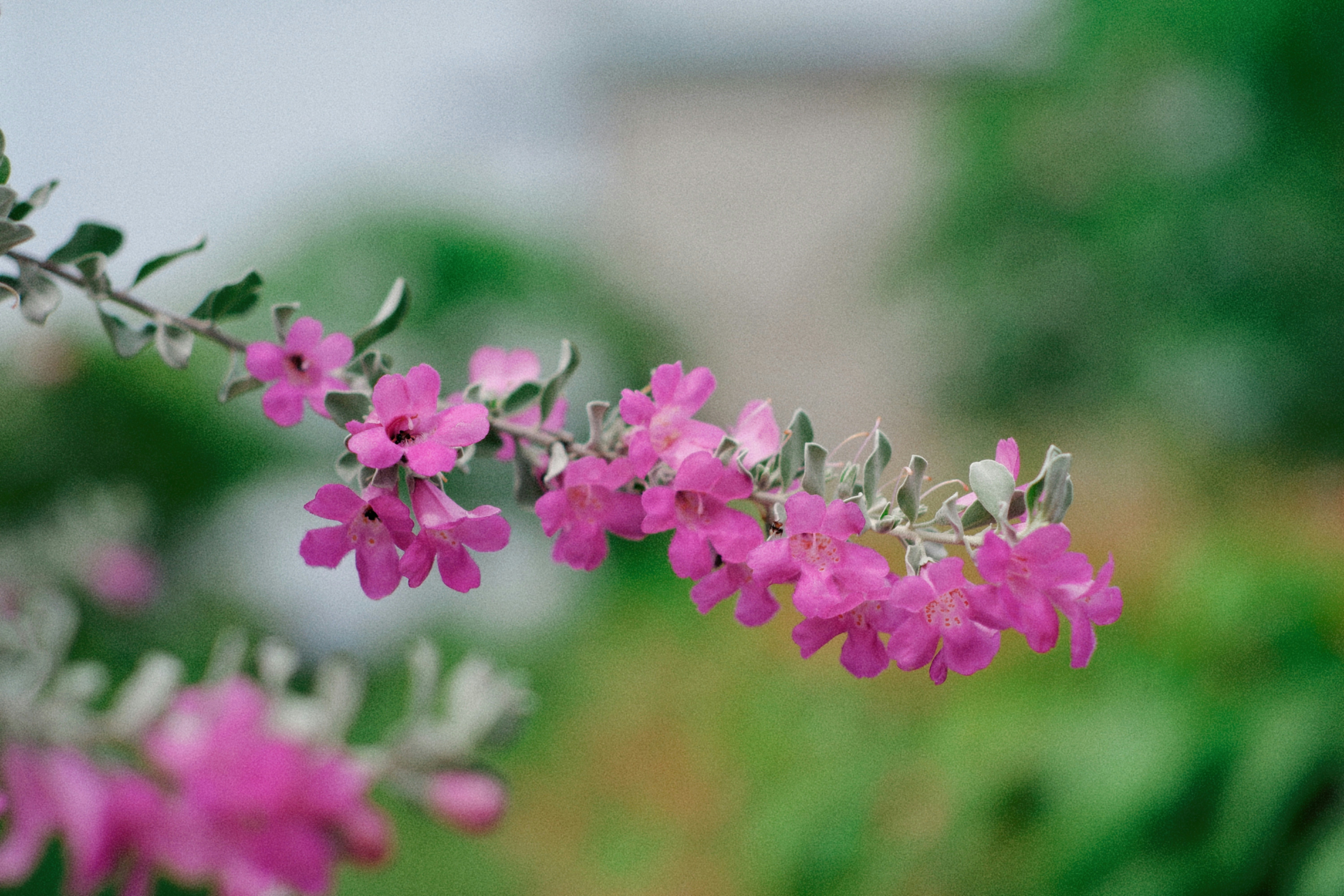 Photo by hanomy