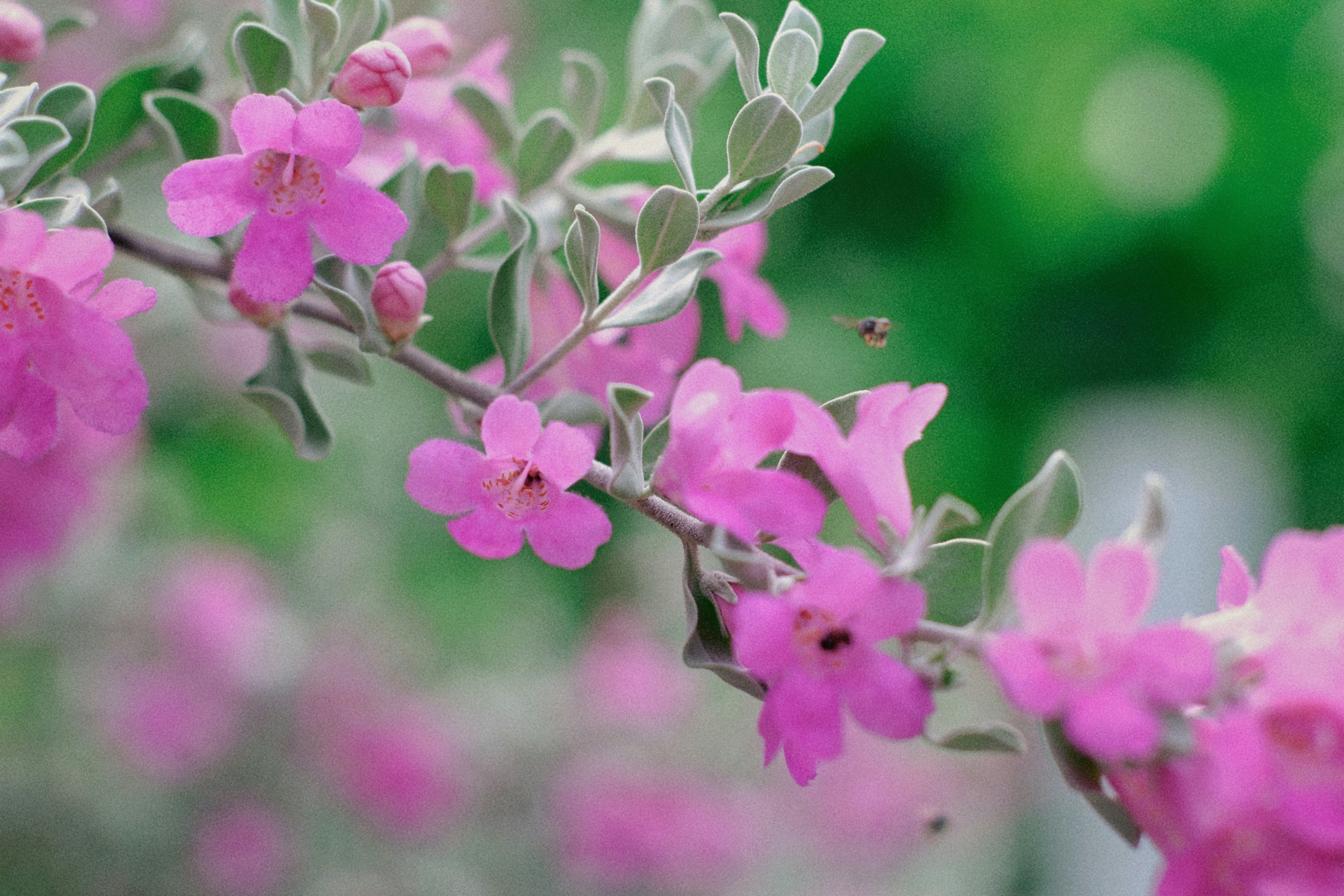 Photo by hanomy