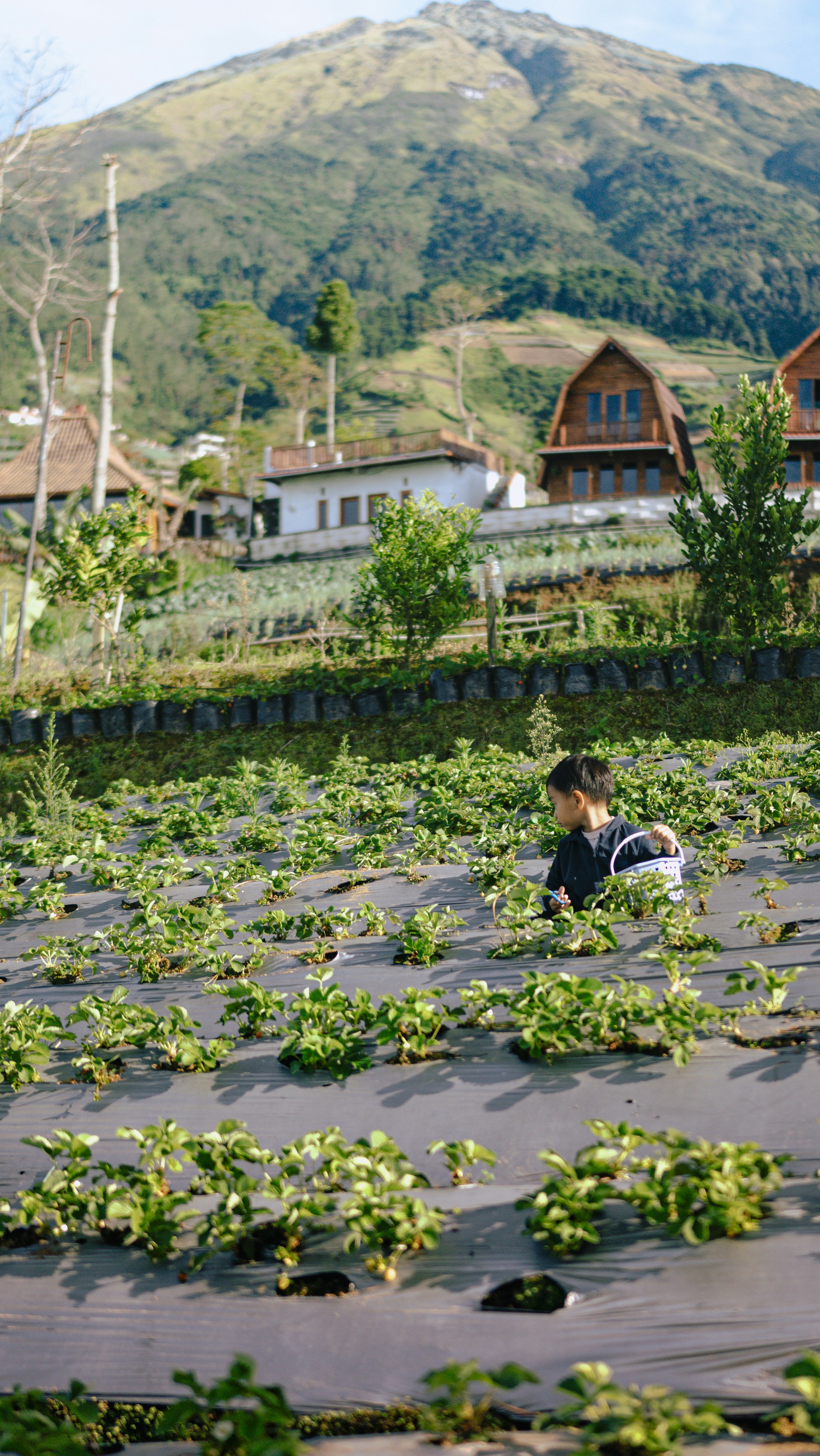 Un chico recogiendo fresas en una granja en una ladera.