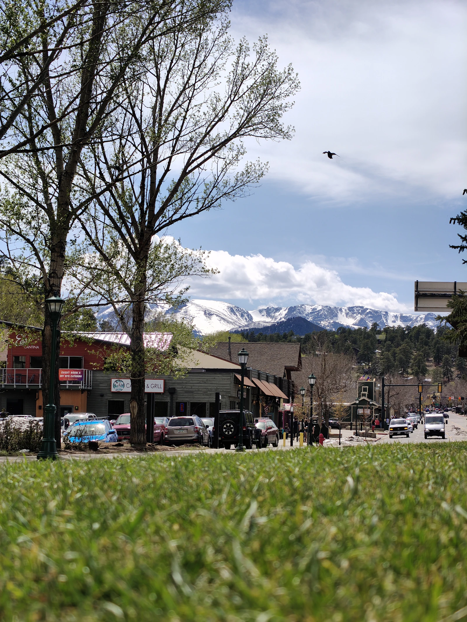 A tree-lined Boulder street with the snow-covered foothills in the distance