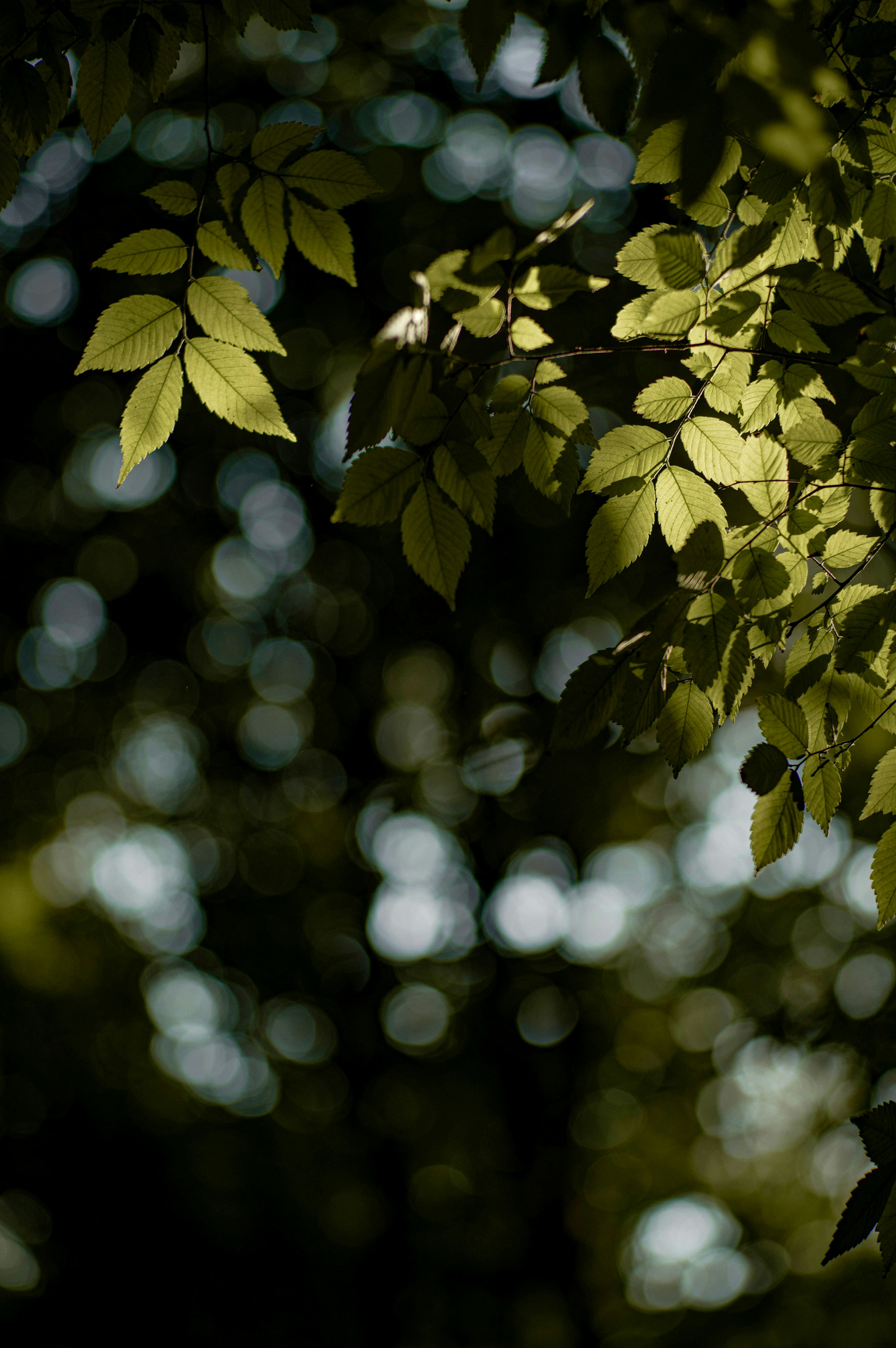 Photo by uranwang