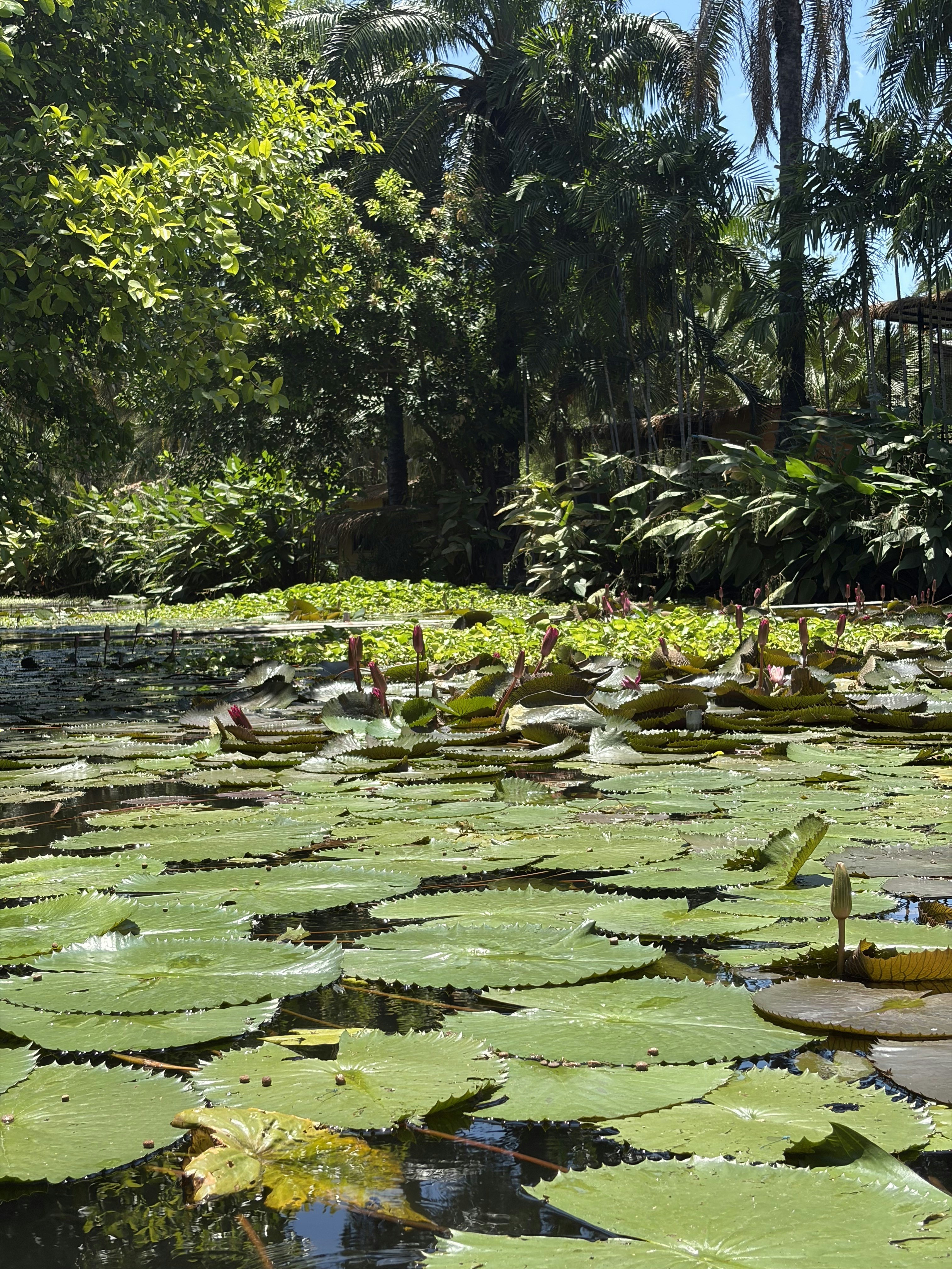 Folhas de lírio verde cobrem um lago tranquilo com folhagem tropical.