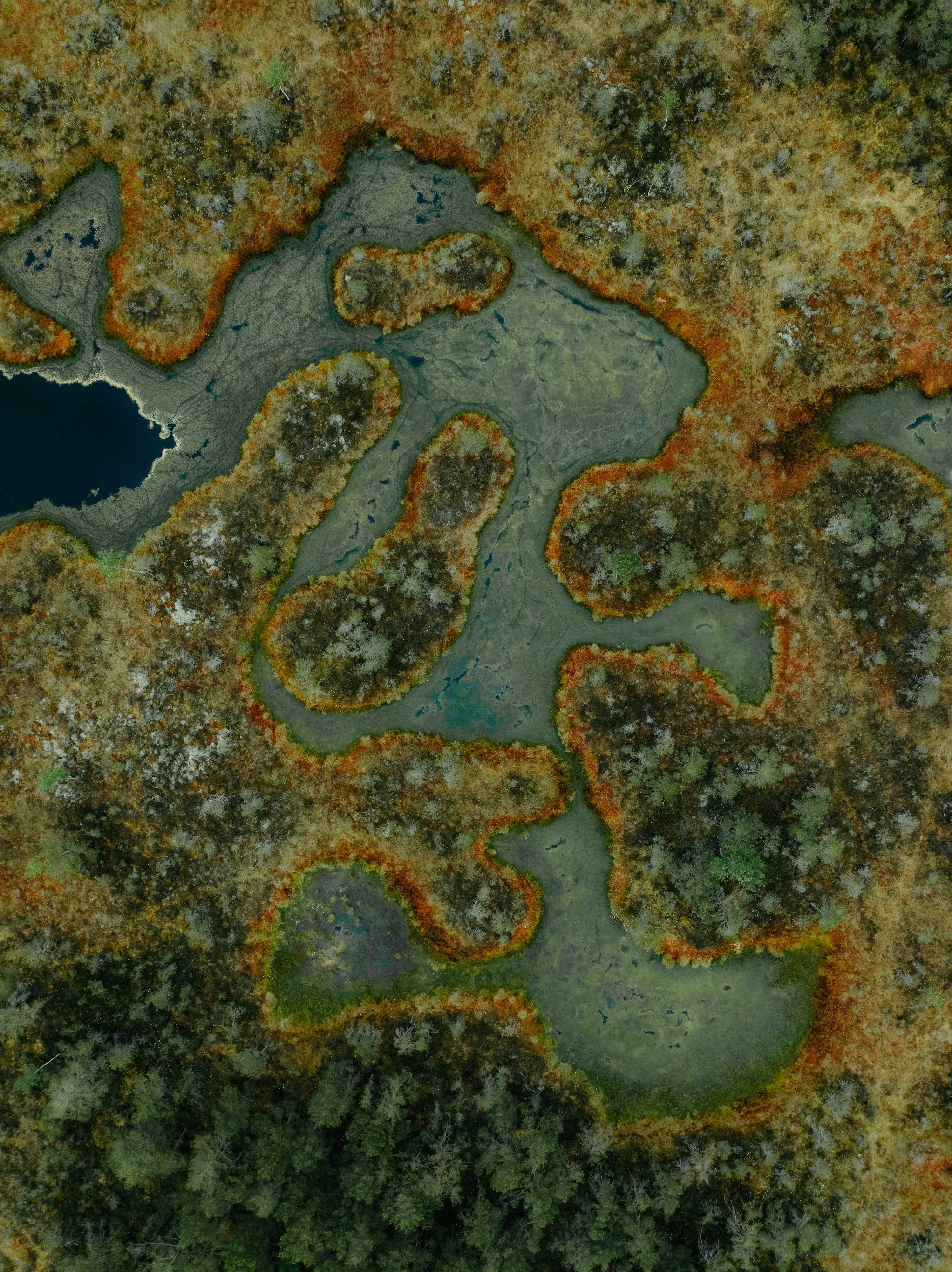 Aerial view of a vibrant, intricate bog landscape with water.