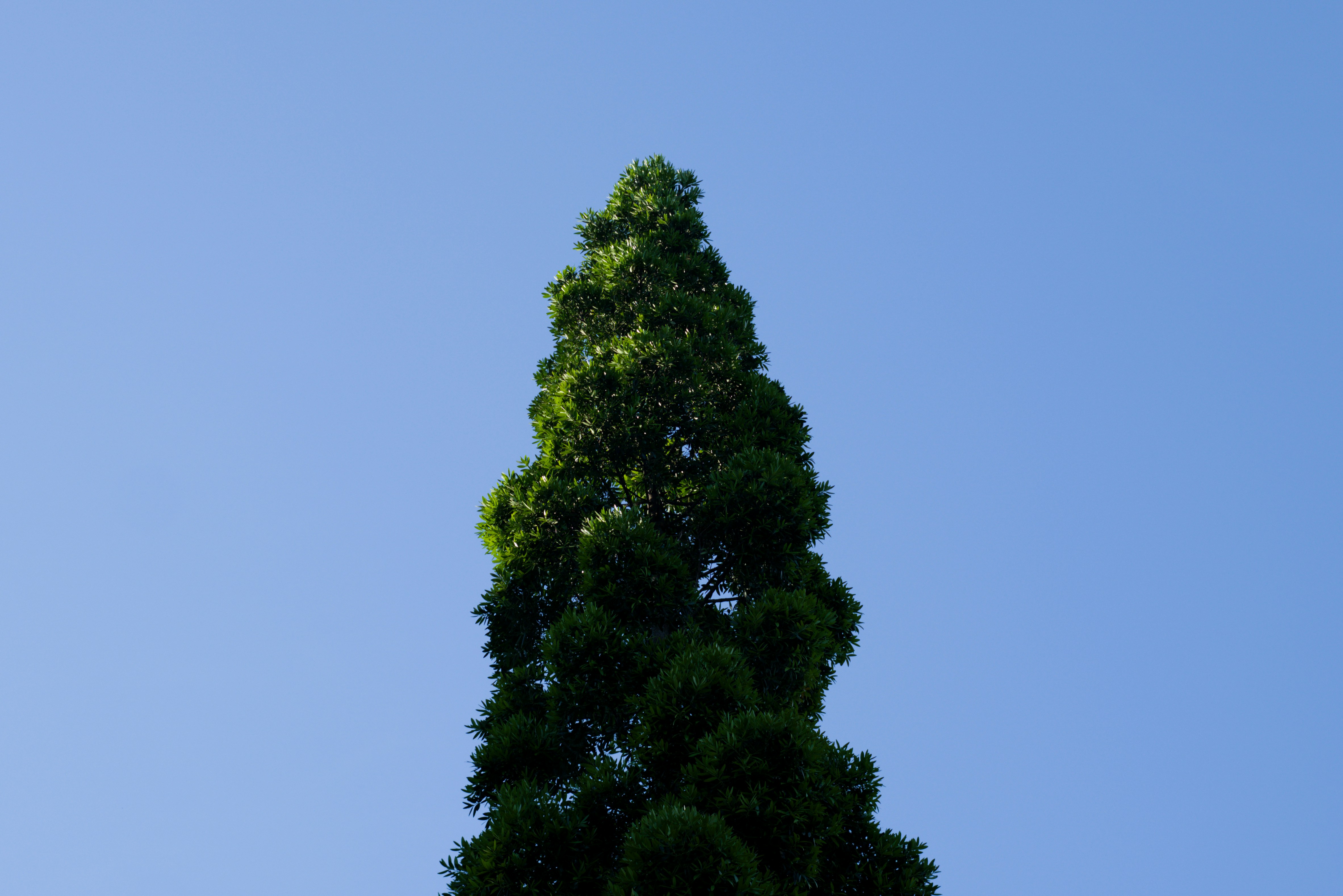 Photo by trileafu