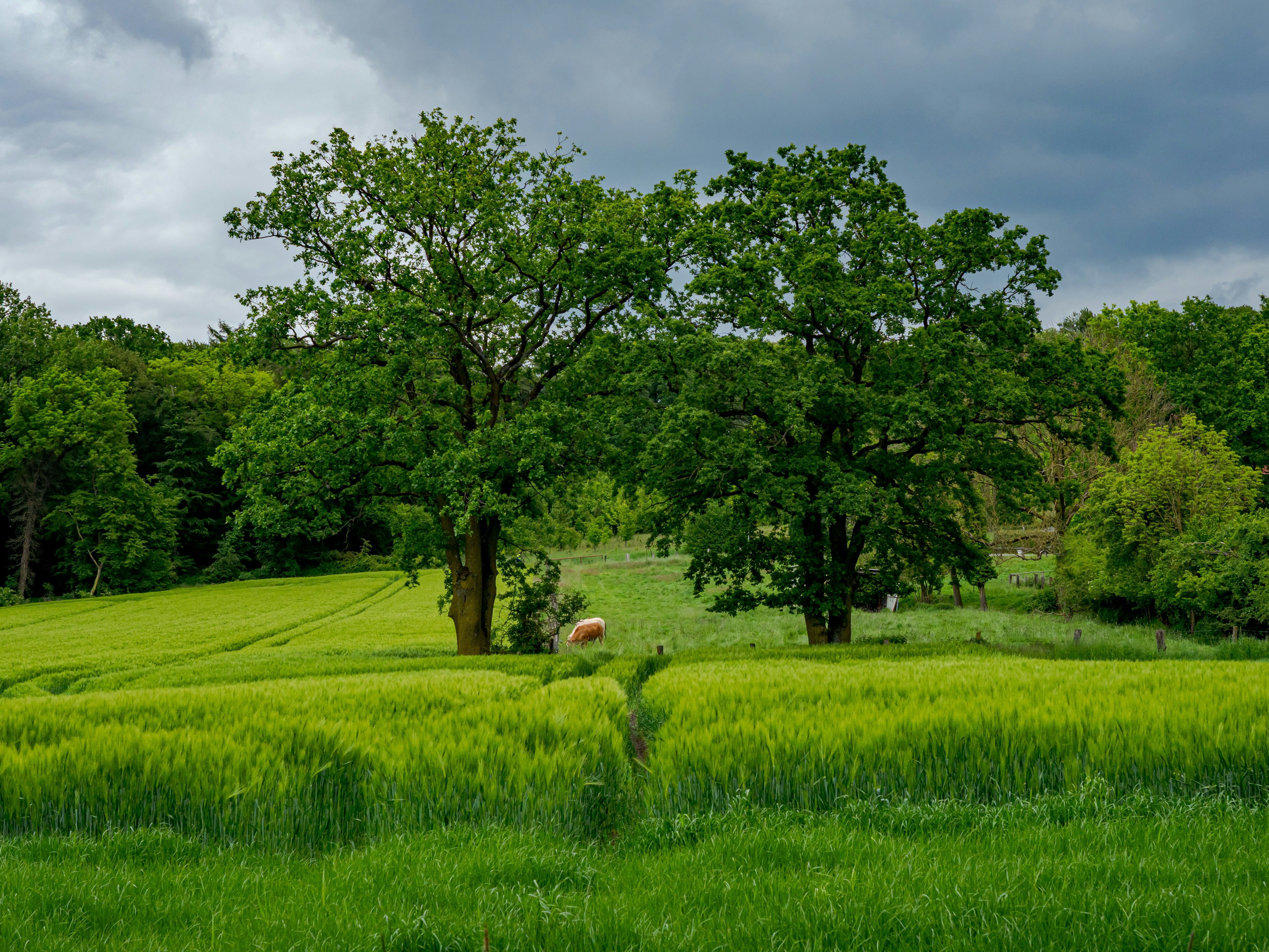 Photo by skstrannik