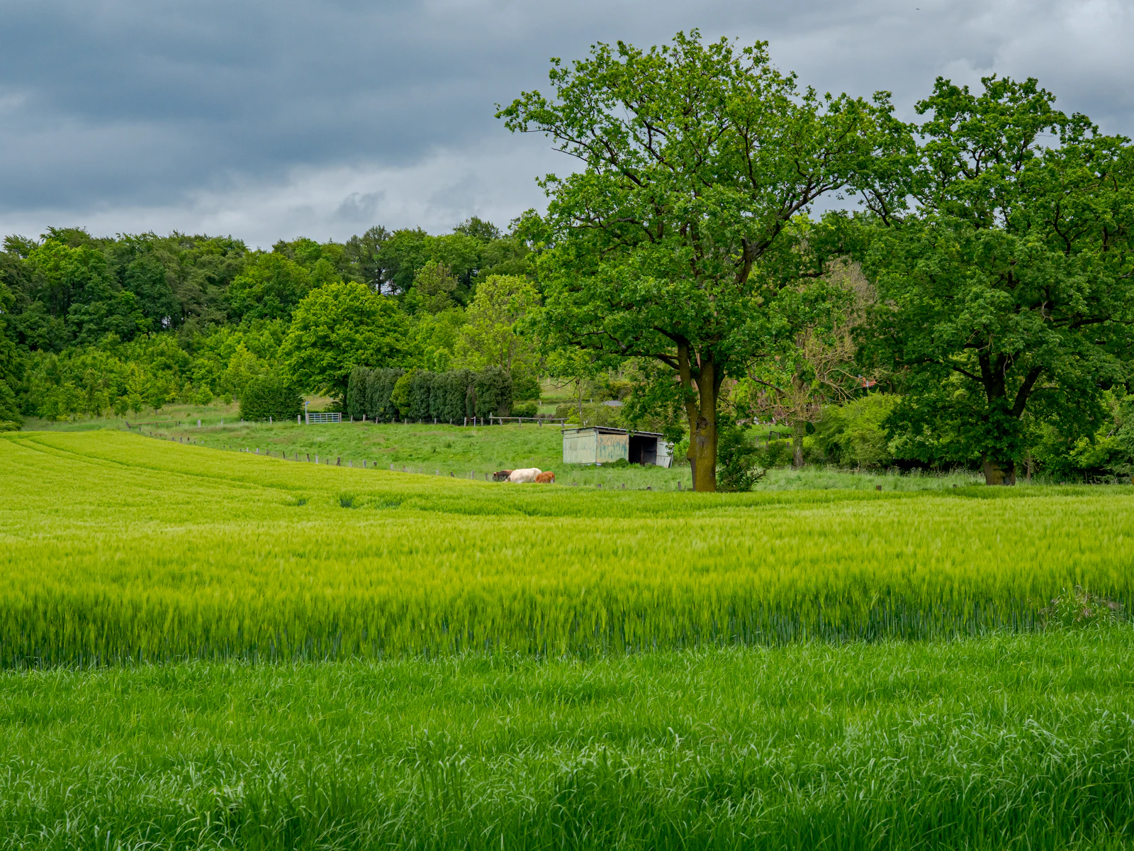 An open green pasture with mature trees along the tree line, typical of buildable acreage in Madison and Limestone counties