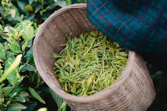 Freshly picked green tea leaves in a woven basket.