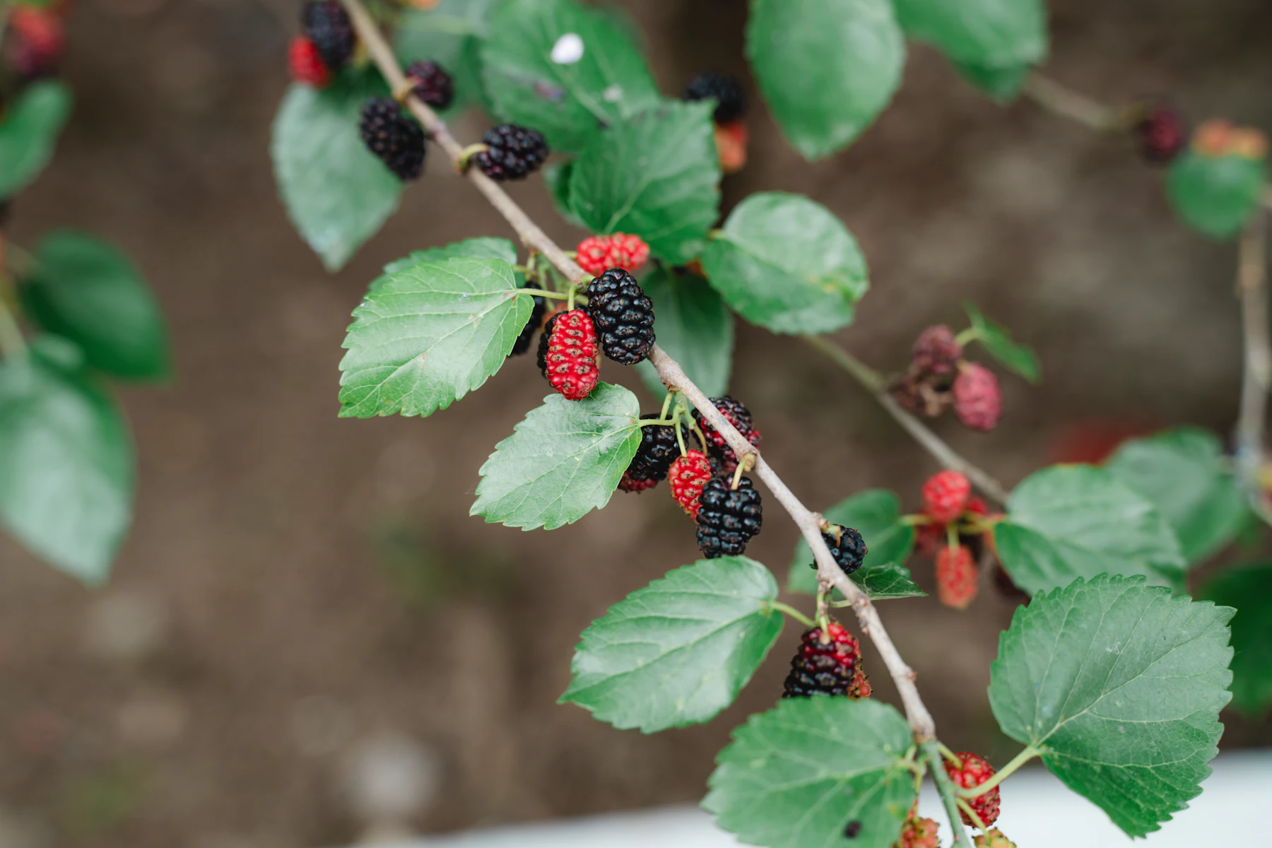 A mulberry branch with toothed green leaves and red and black berries