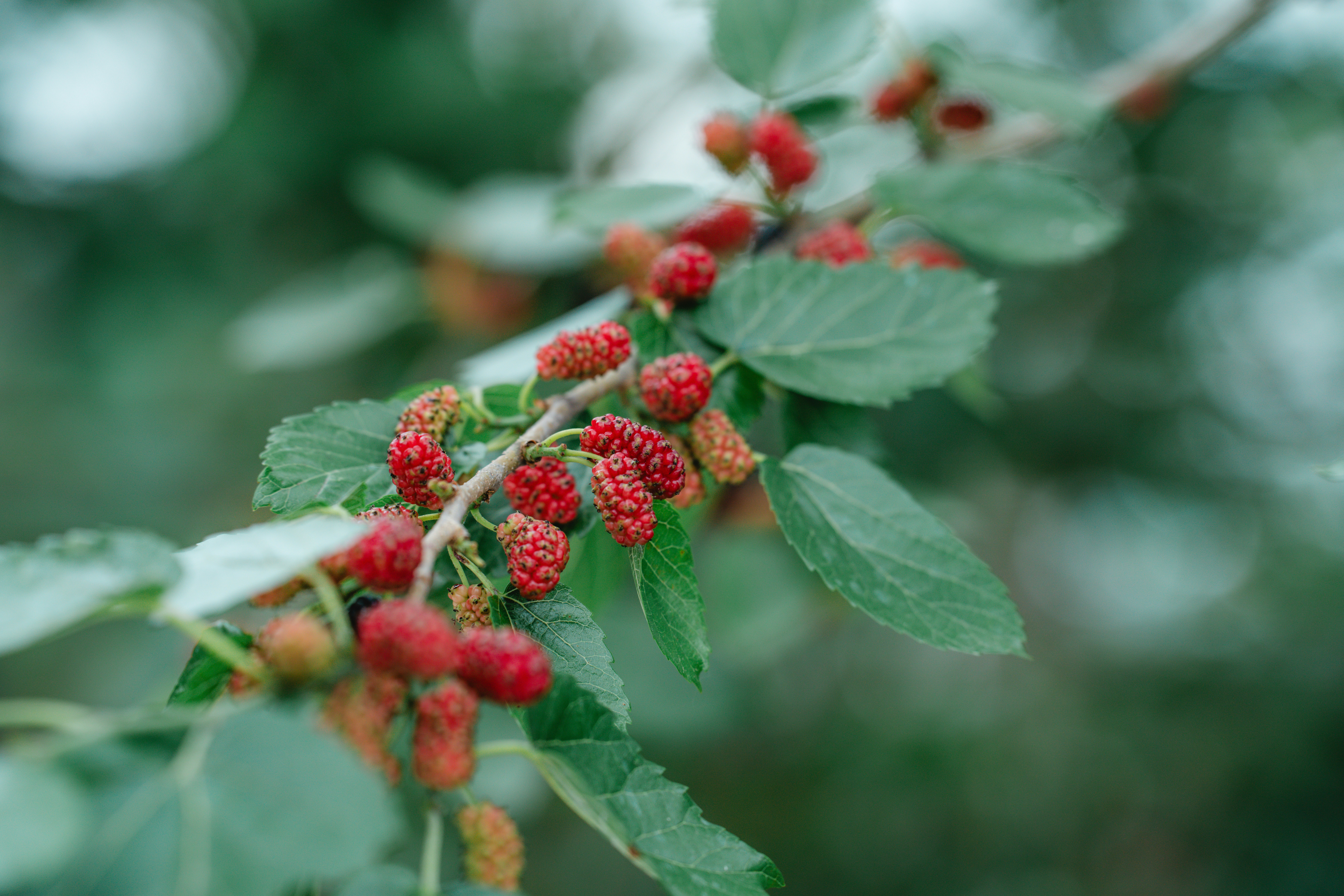 Red mulberries growing on a leafy branch.