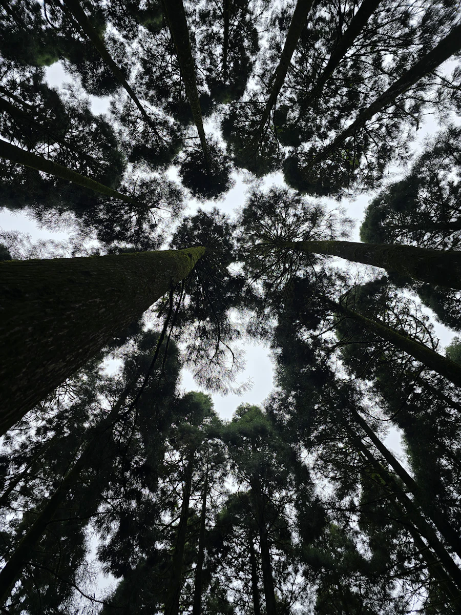 Looking straight up into a ring of tall rainforest trees