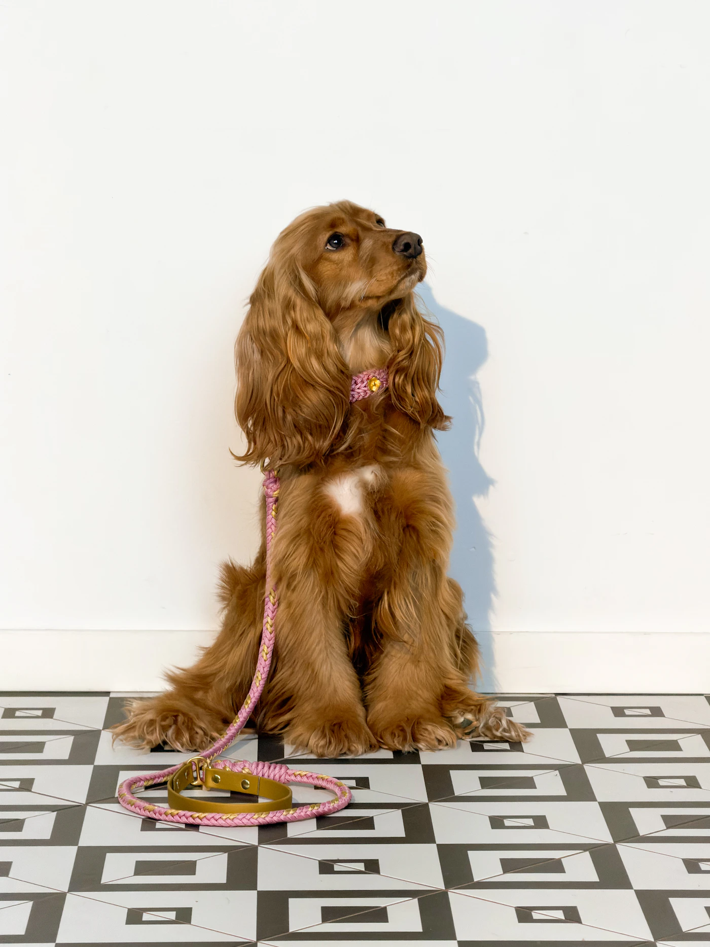 Cocker spaniel