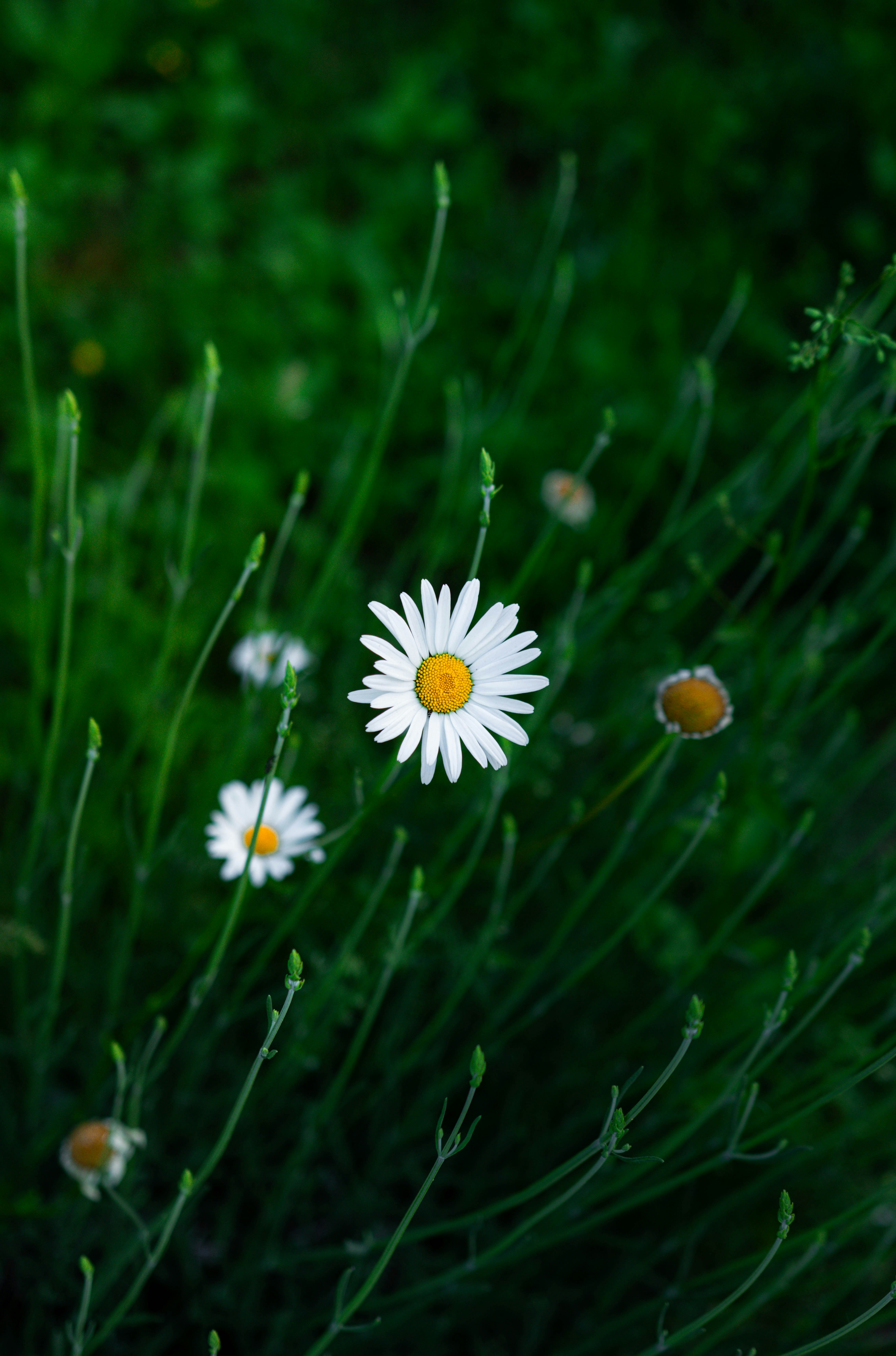 Photo by whitelist