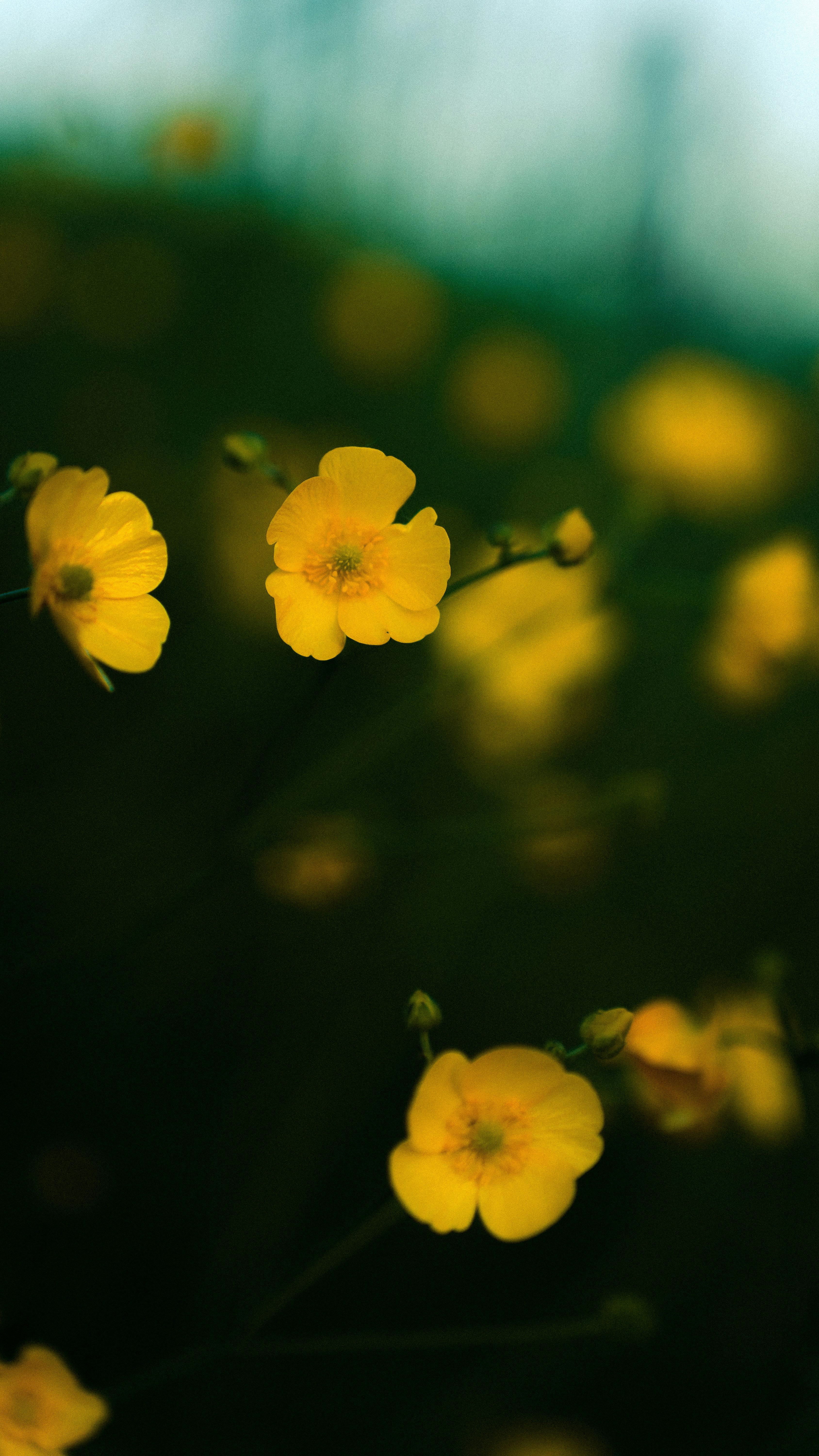 Photo by benjirokaneki