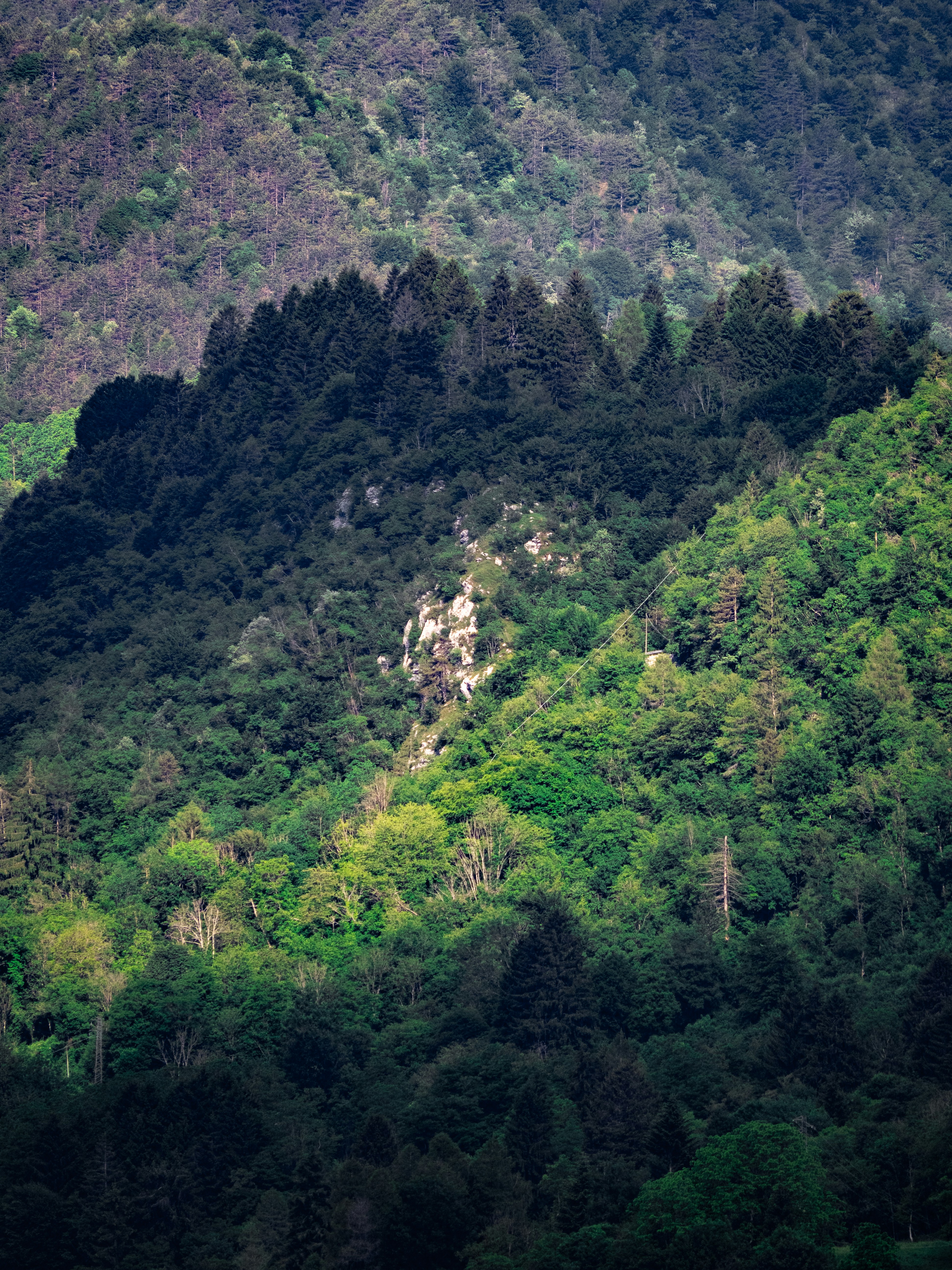 Una ladera boscosa y verde y exuberante con zonas soleadas y en sombra.
