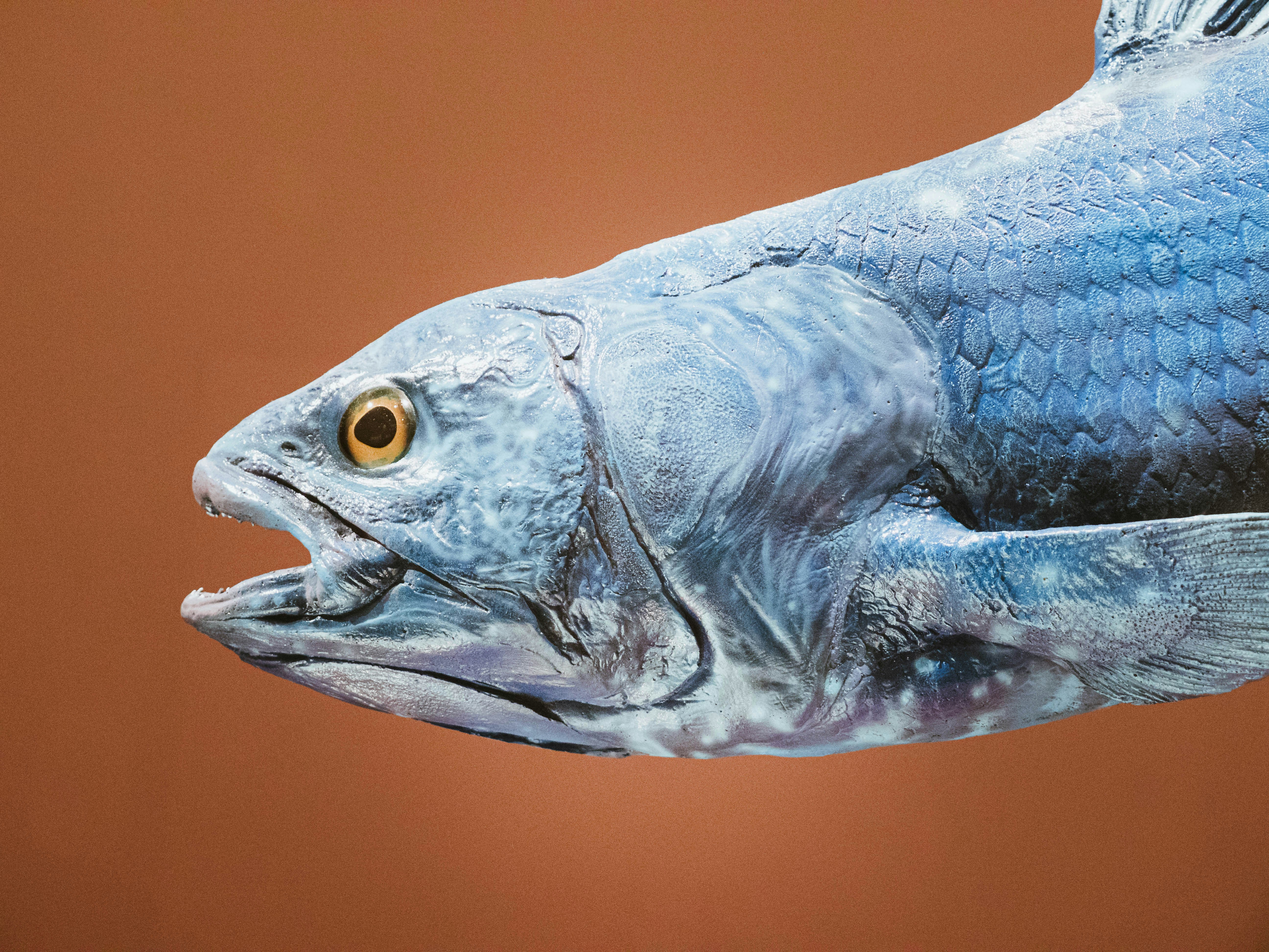 Kepala ikan biru dengan mulut terbuka dan mata kuning.