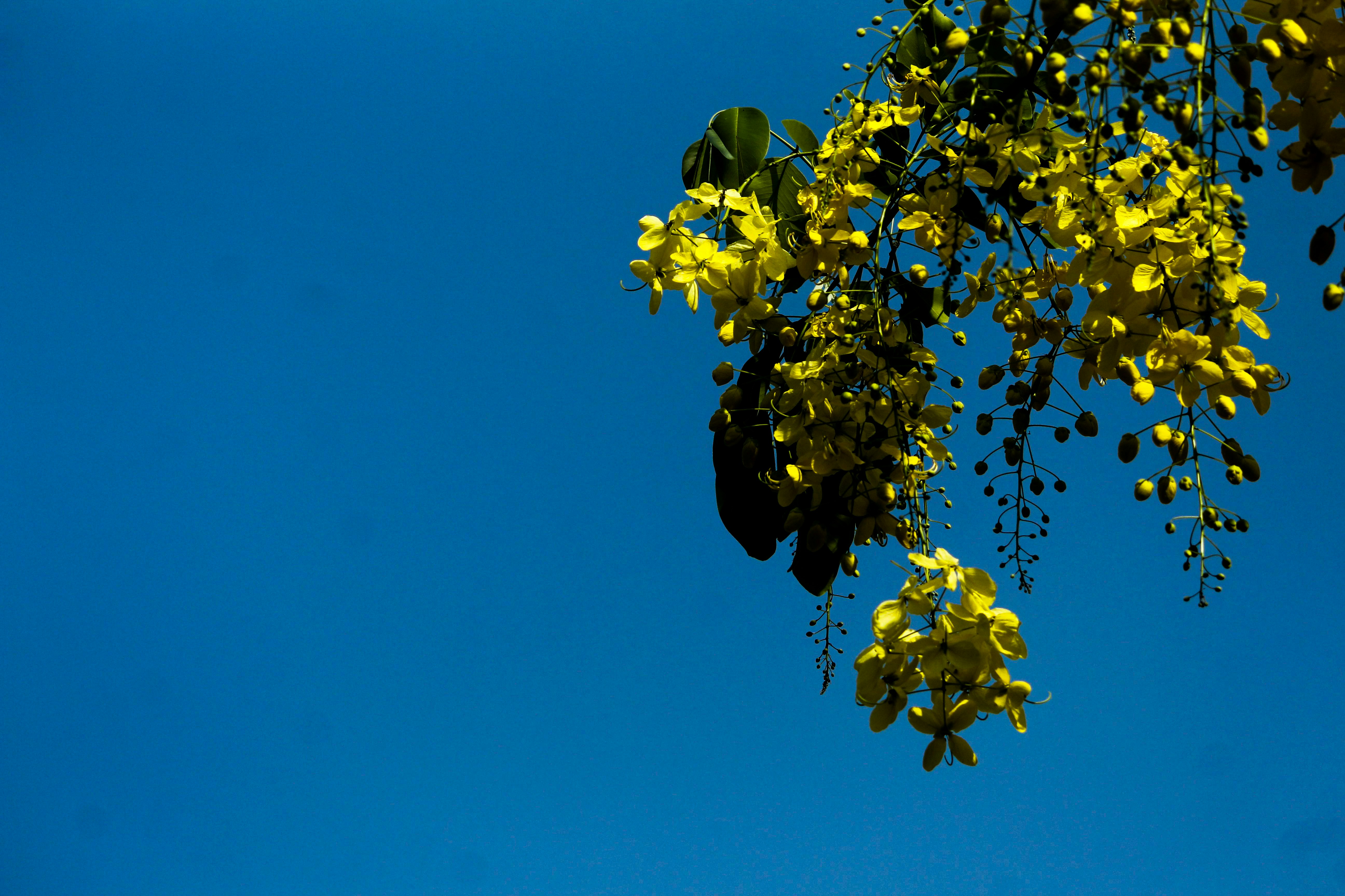 Yellow flowers hanging from branches against a clear blue sky.