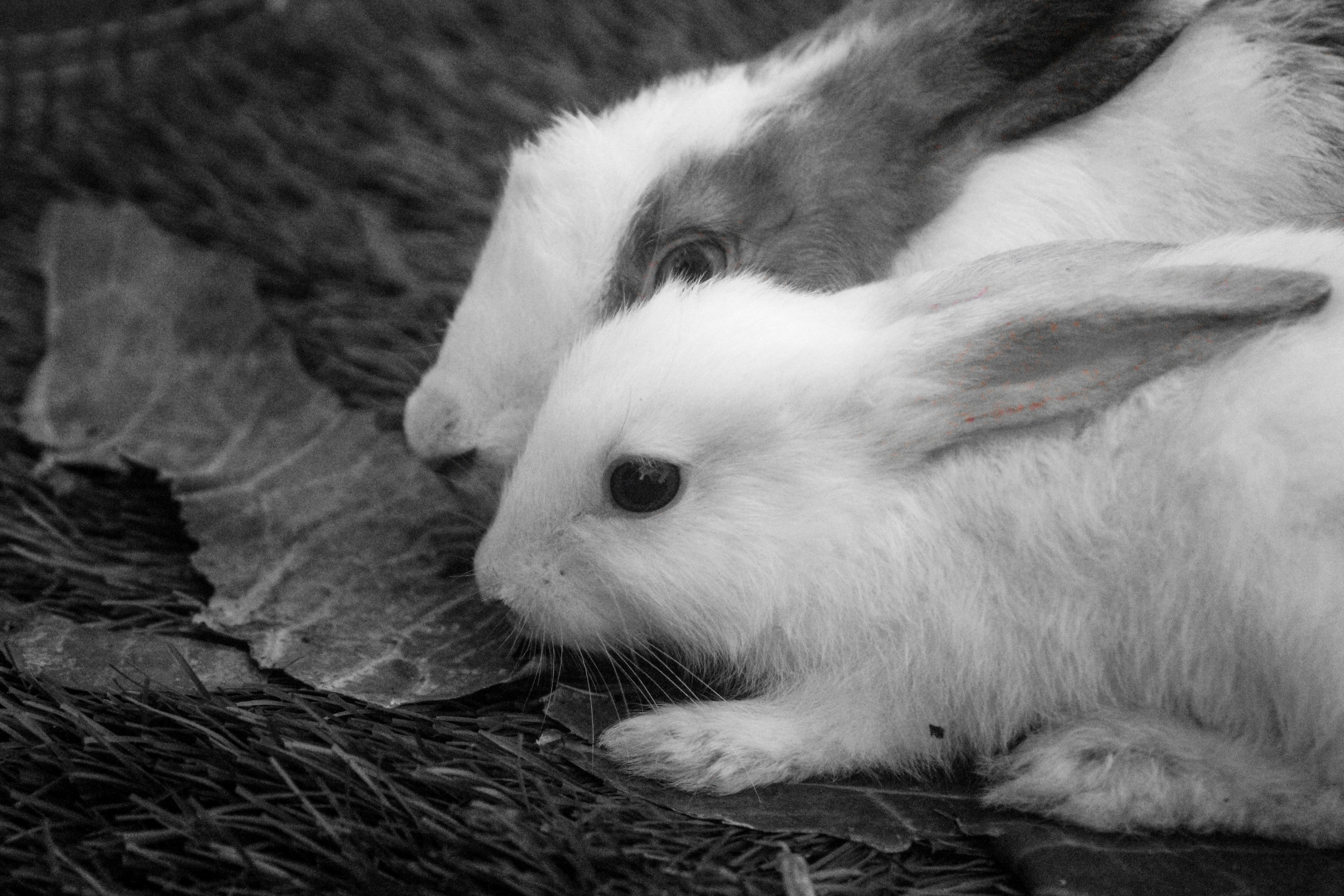 Two rabbits eating a leaf on hay.