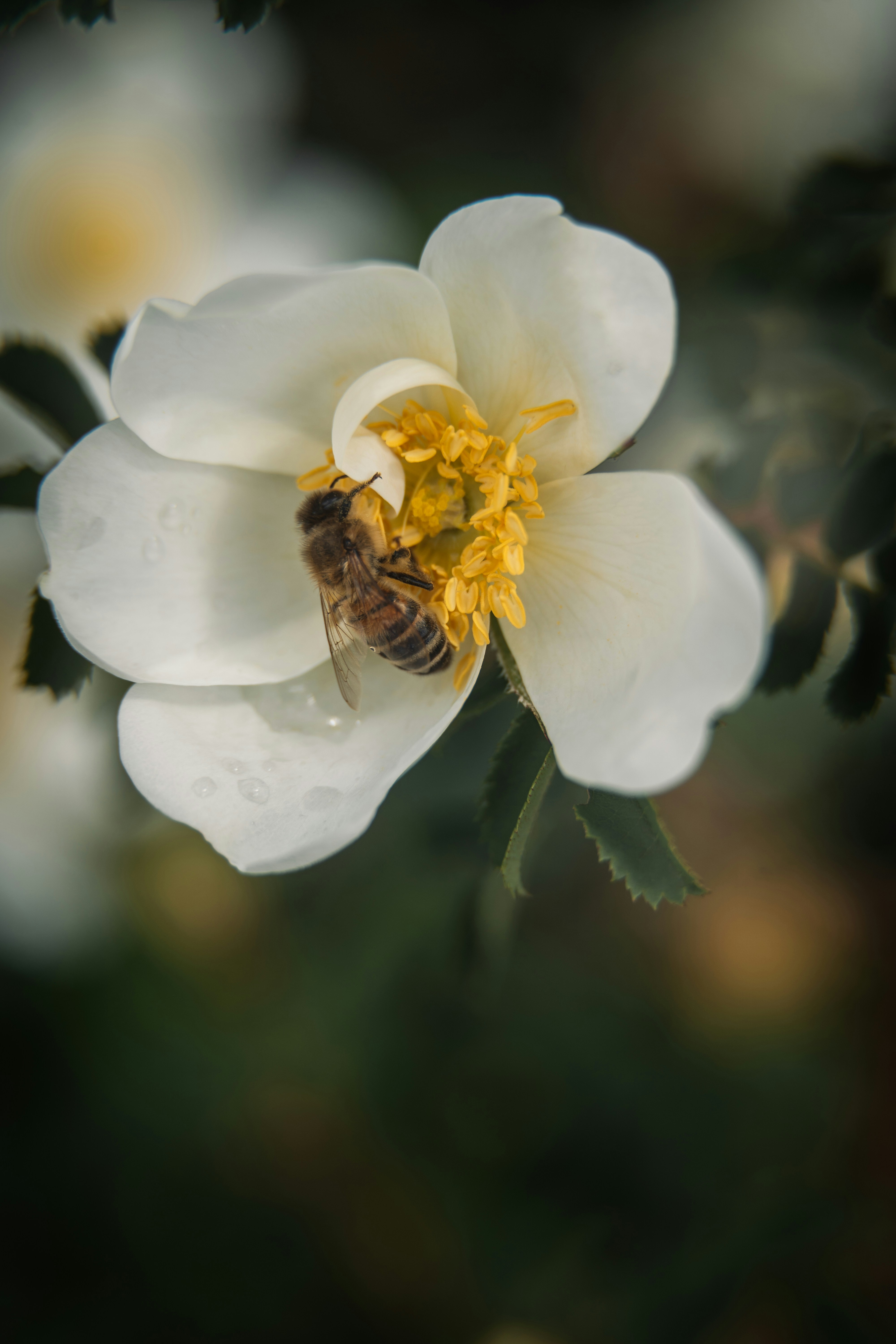 Photo by dermanuskript