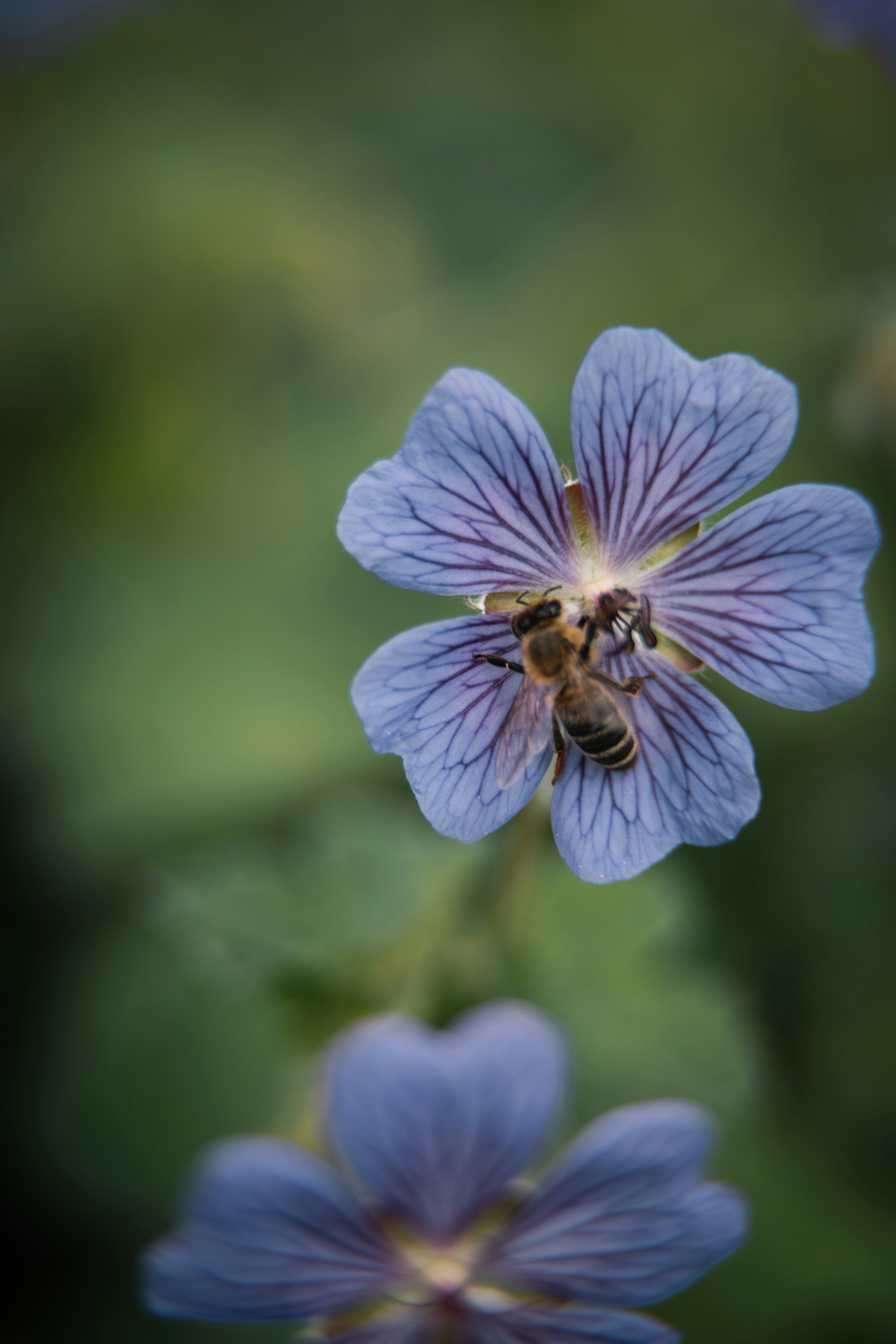 Una abeja polinizando una flor morada con fondo verde borroso.